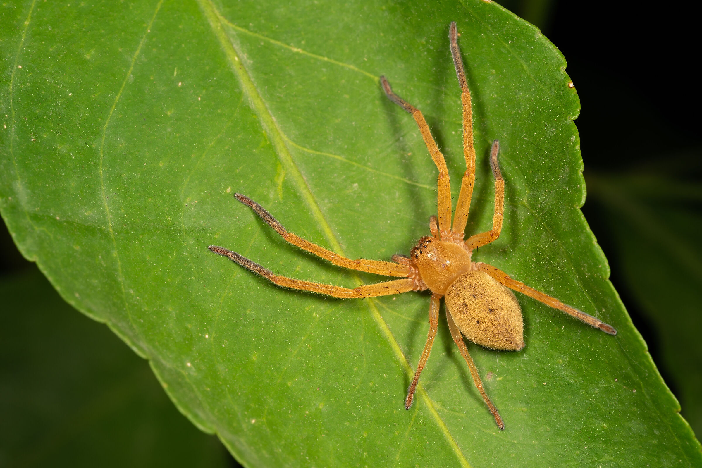 Olios argelasius femmina