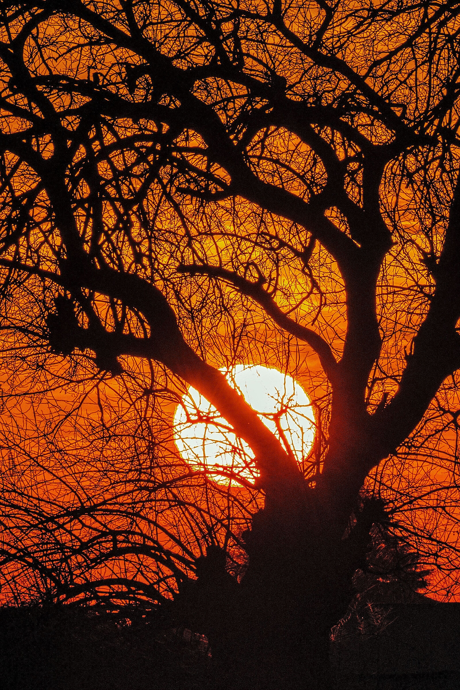 Alberi al tramonto
