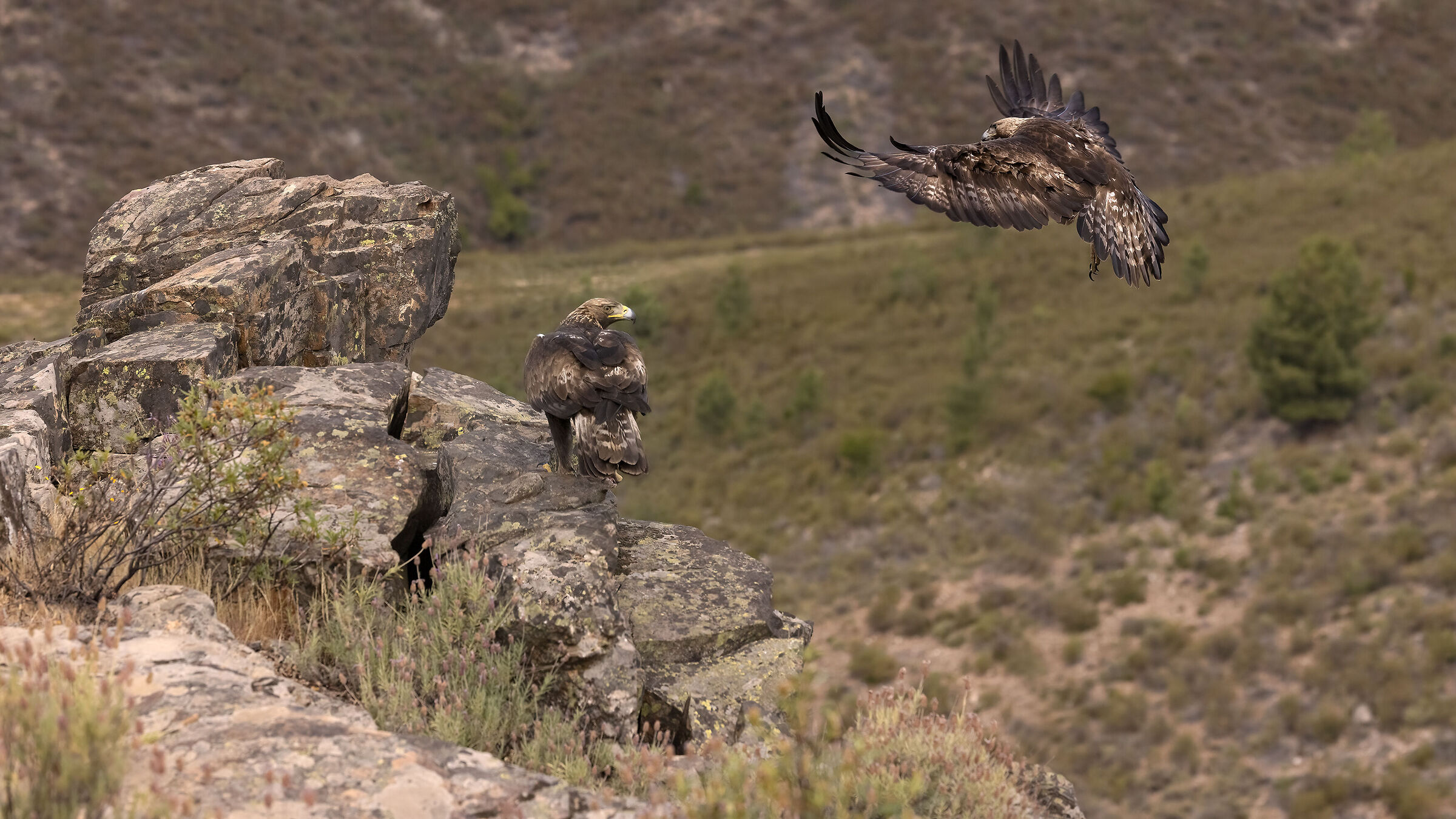 Golden eagle