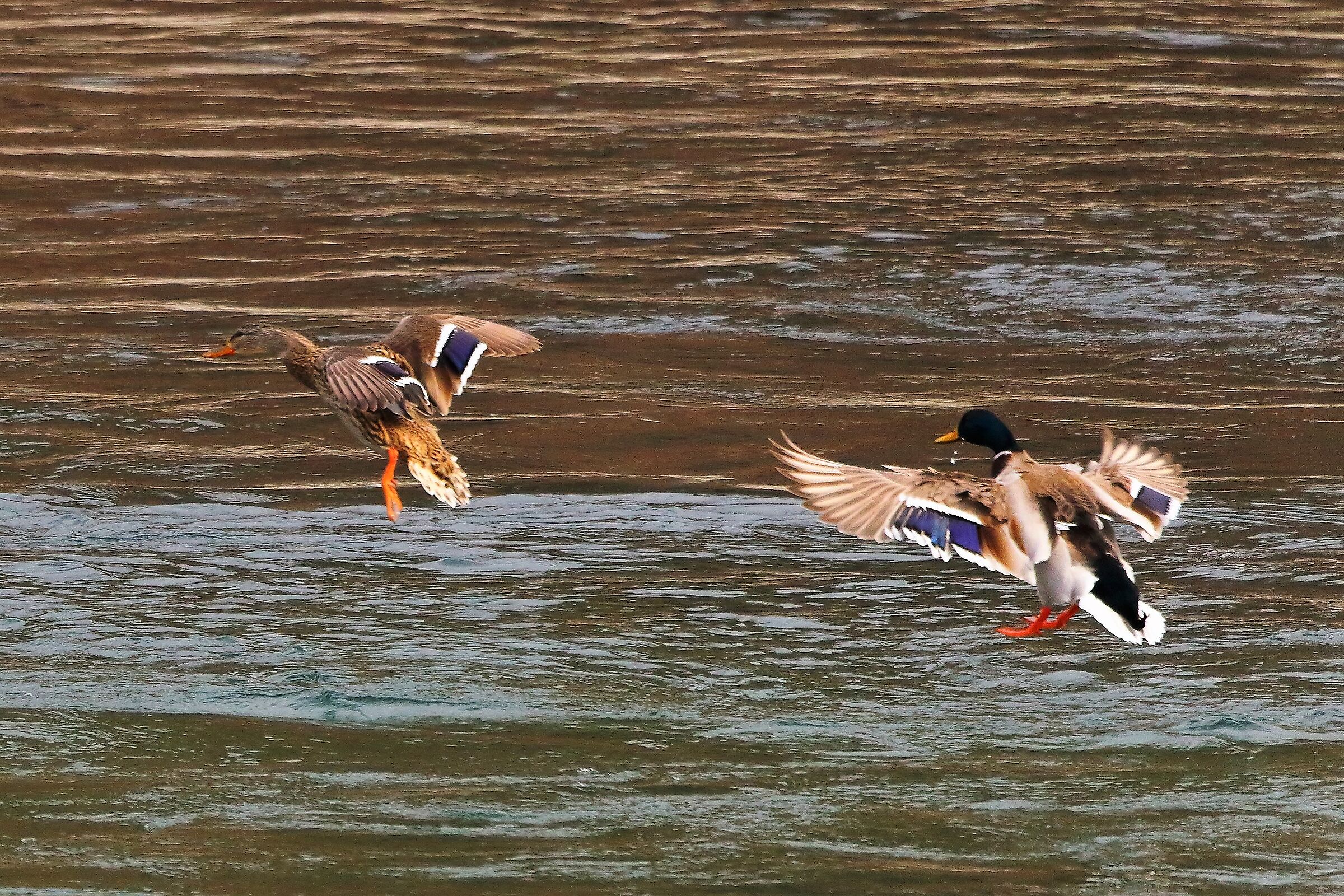 Germani 28 febbraio 2023