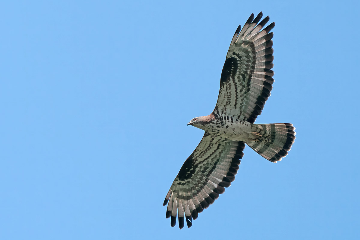Falco pecchiaiolo