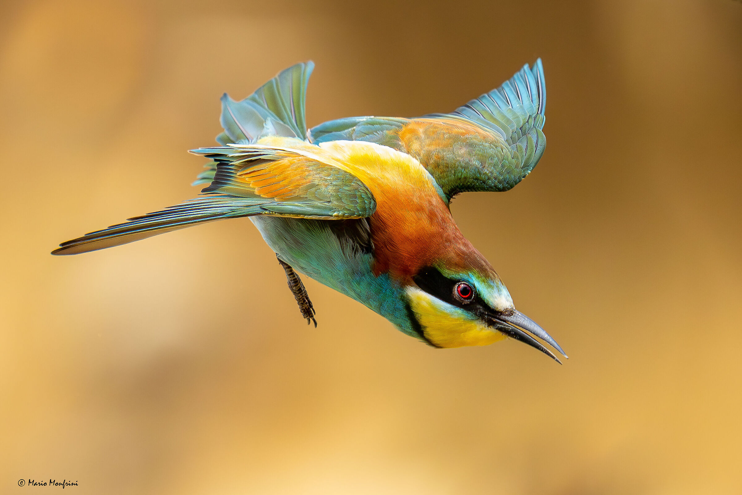 bee-eater