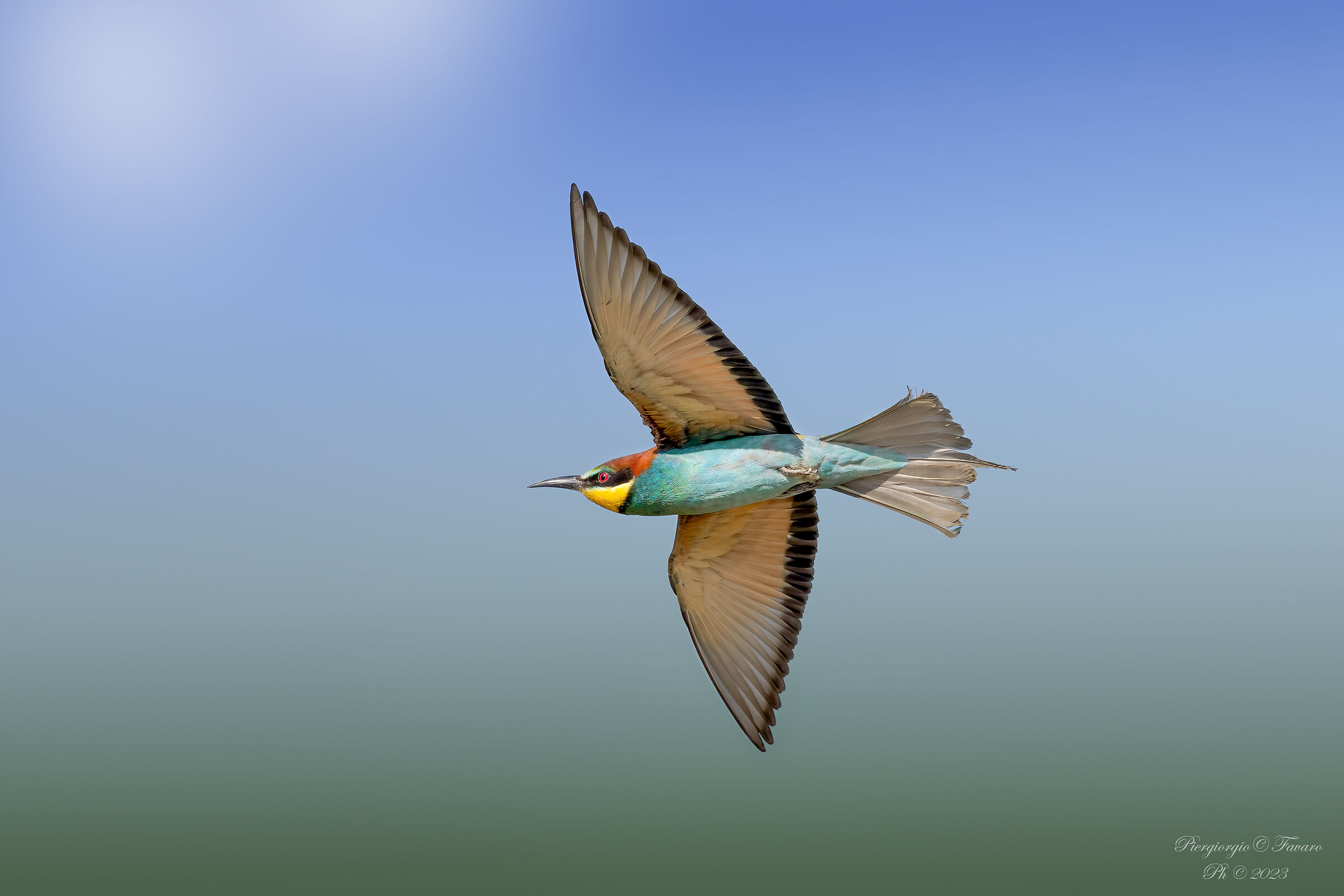 Bee-eater
