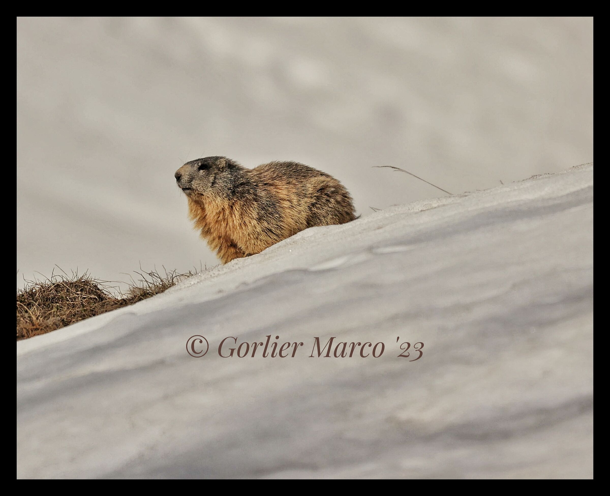 Marmotta