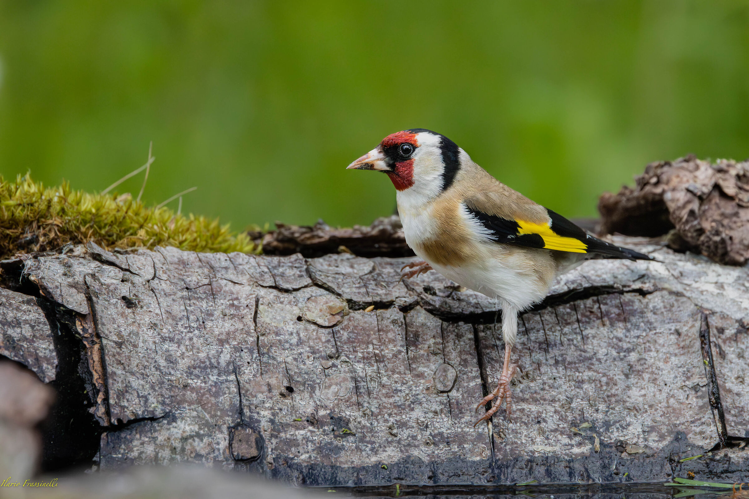 Goldfinch