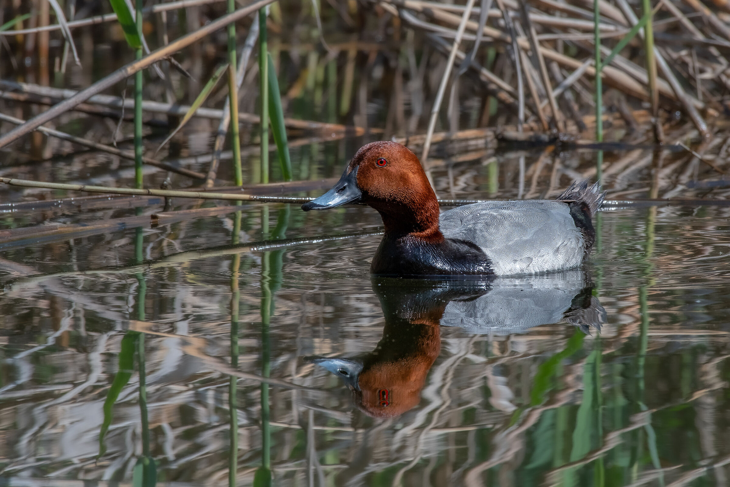 Common pochard