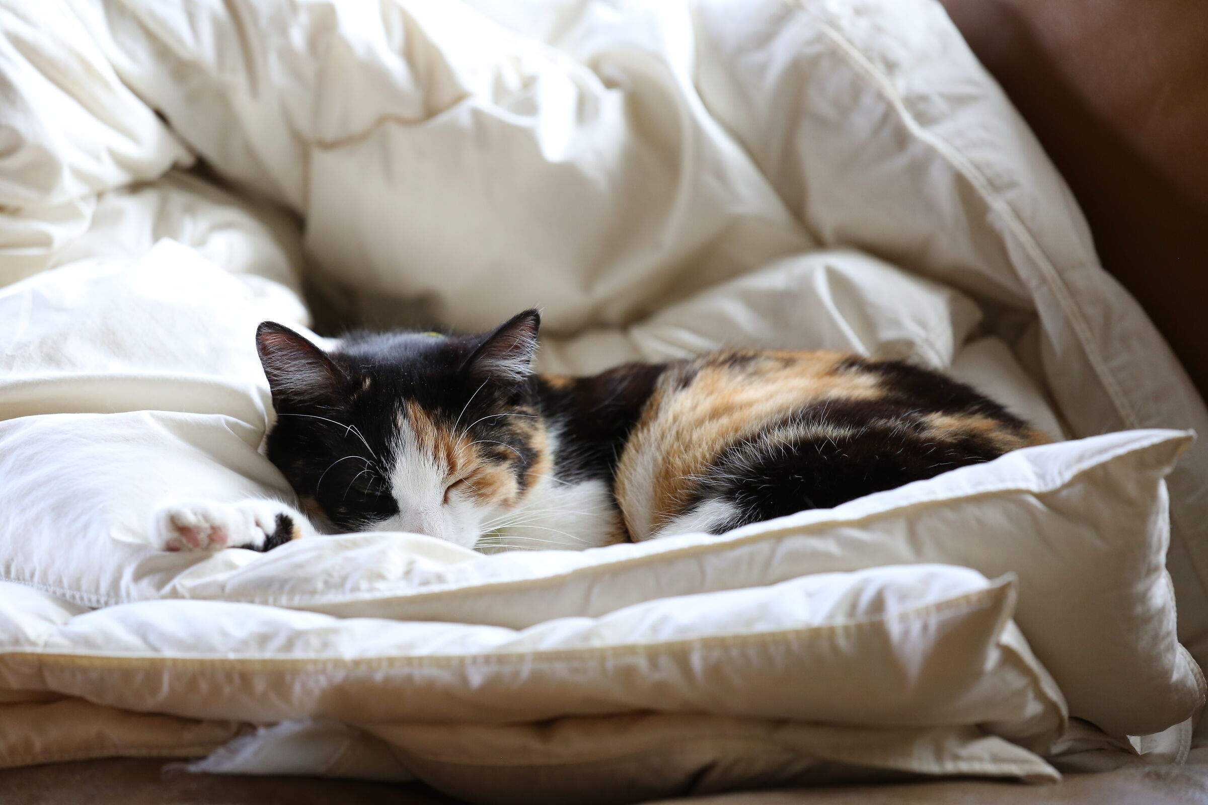 Carla Bruni che dorme