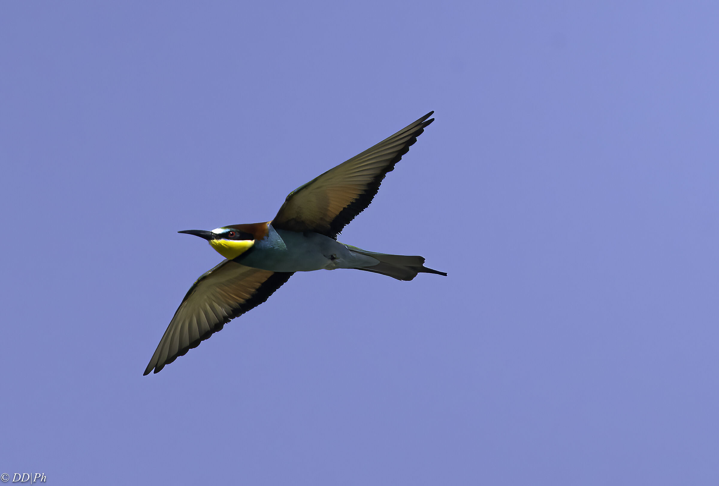 Bee-eater