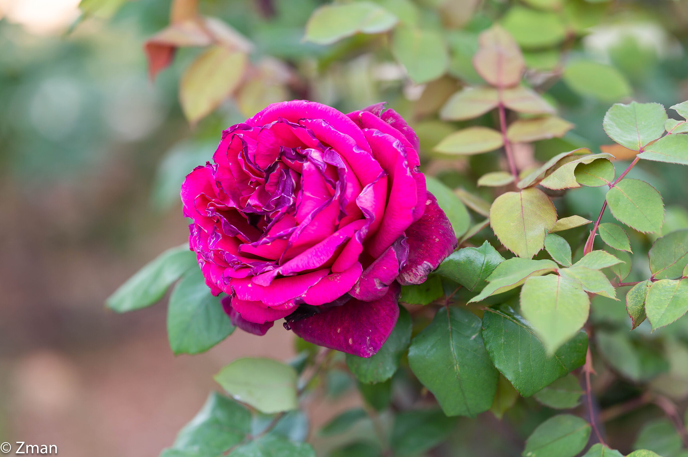 Rosa ancora in piedi
