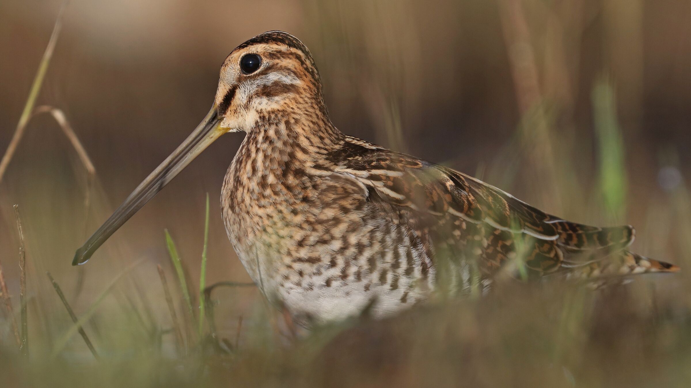 Beccaccino comune (Gallinago gallinago)