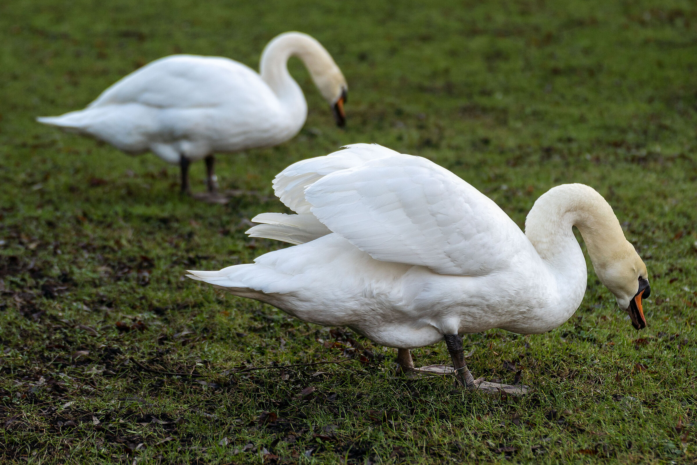 Swans