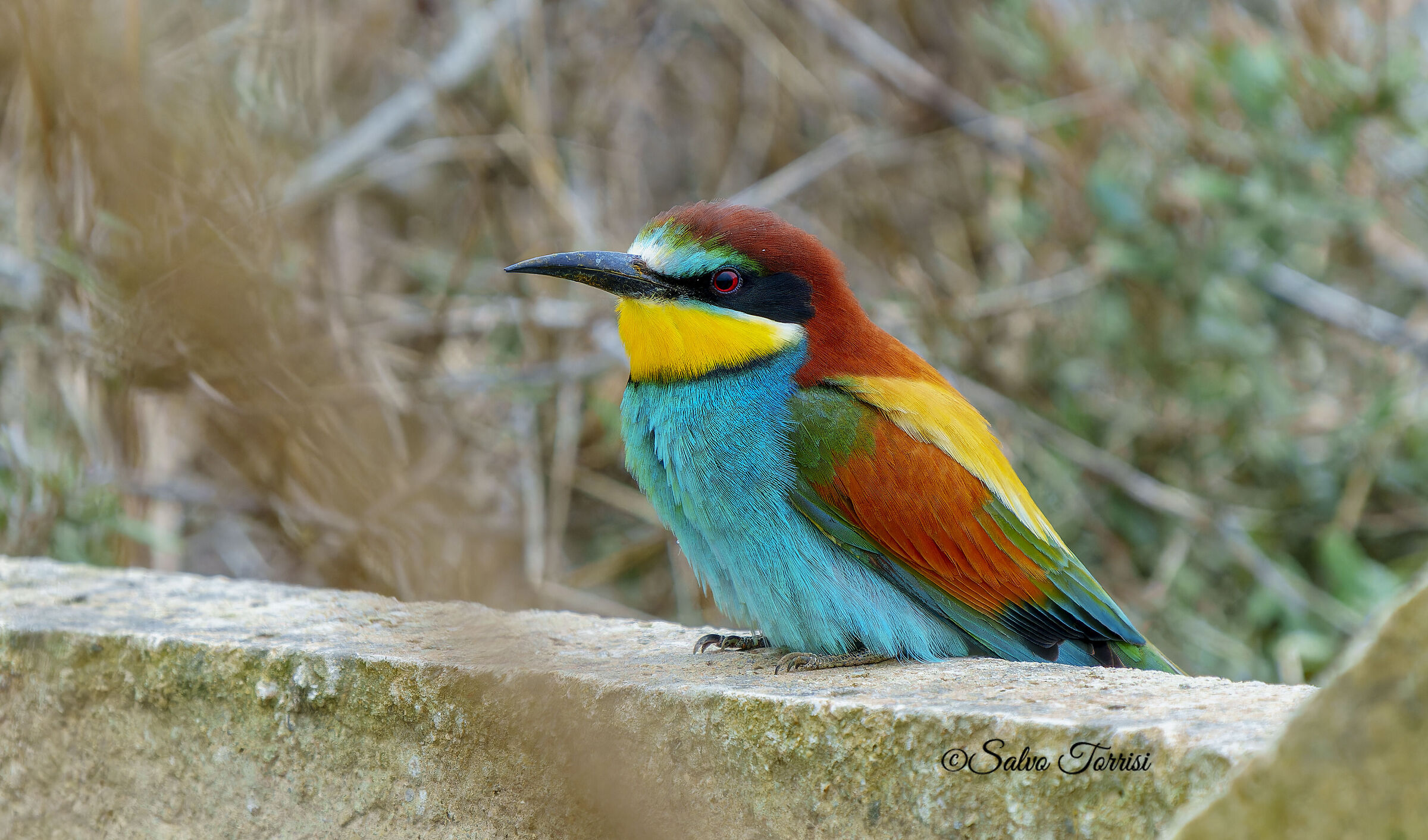Bee-eater
