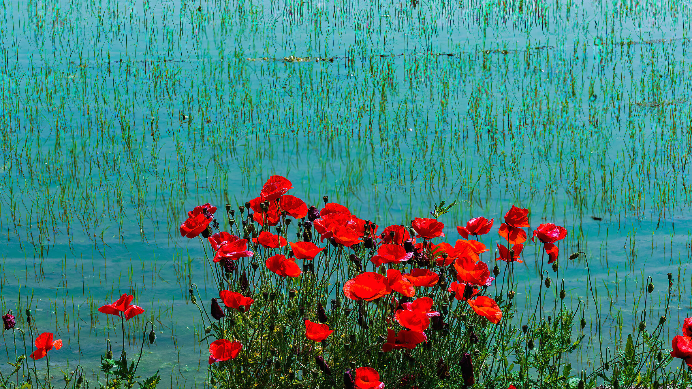Rice and poppies