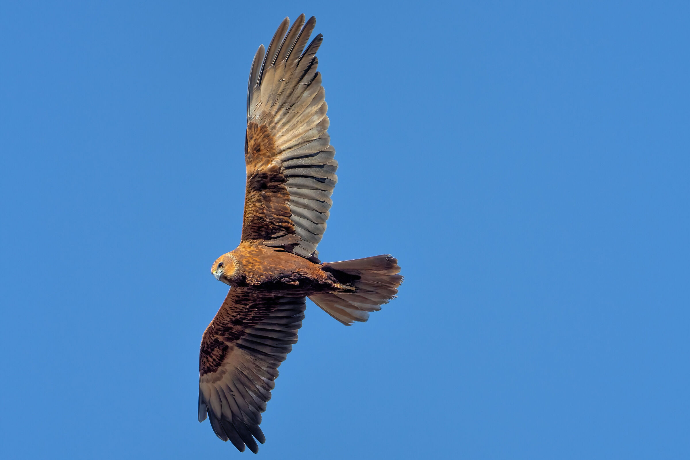 Marsh harrier (Circus aeruginosus)