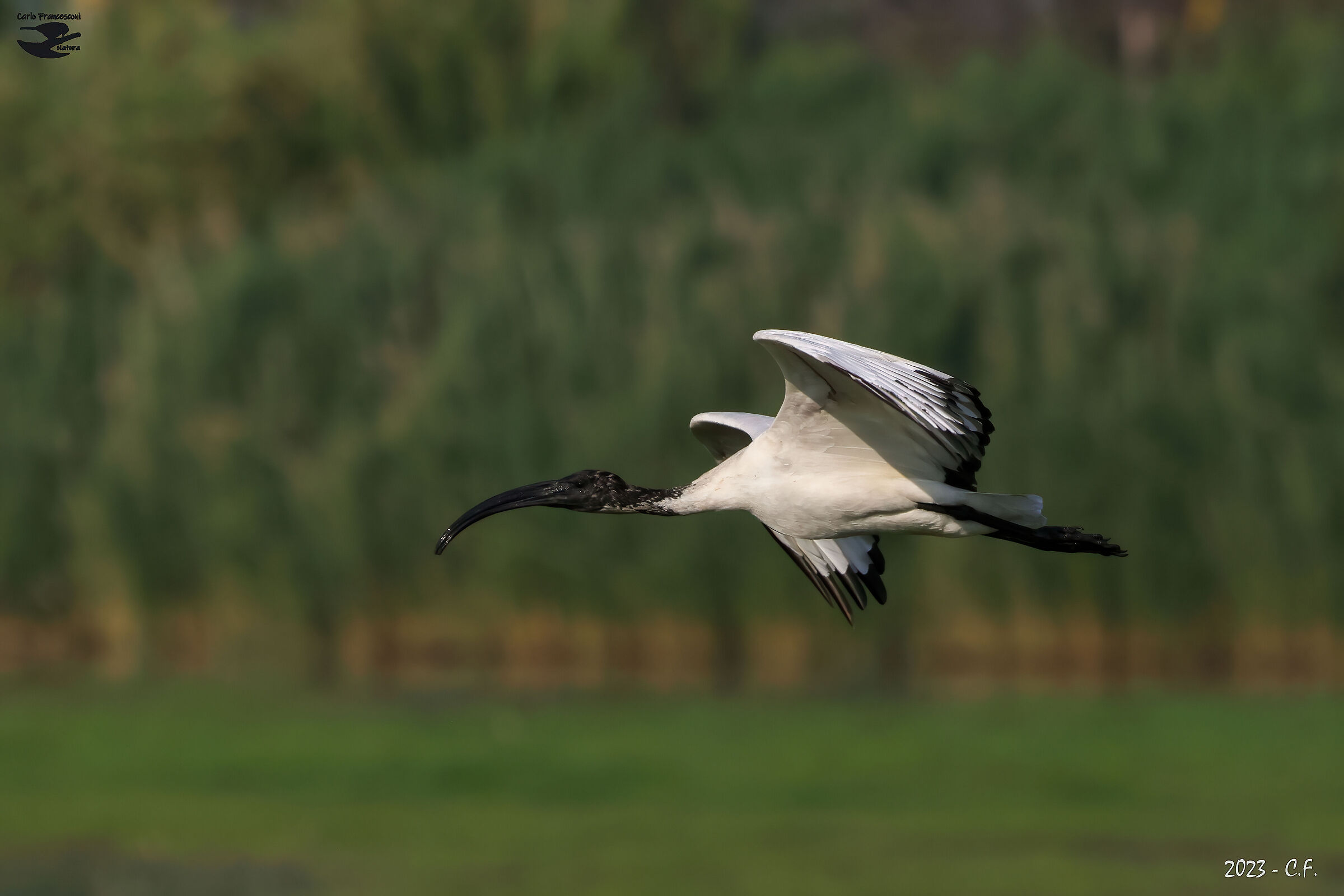 Ibis sacro in volo