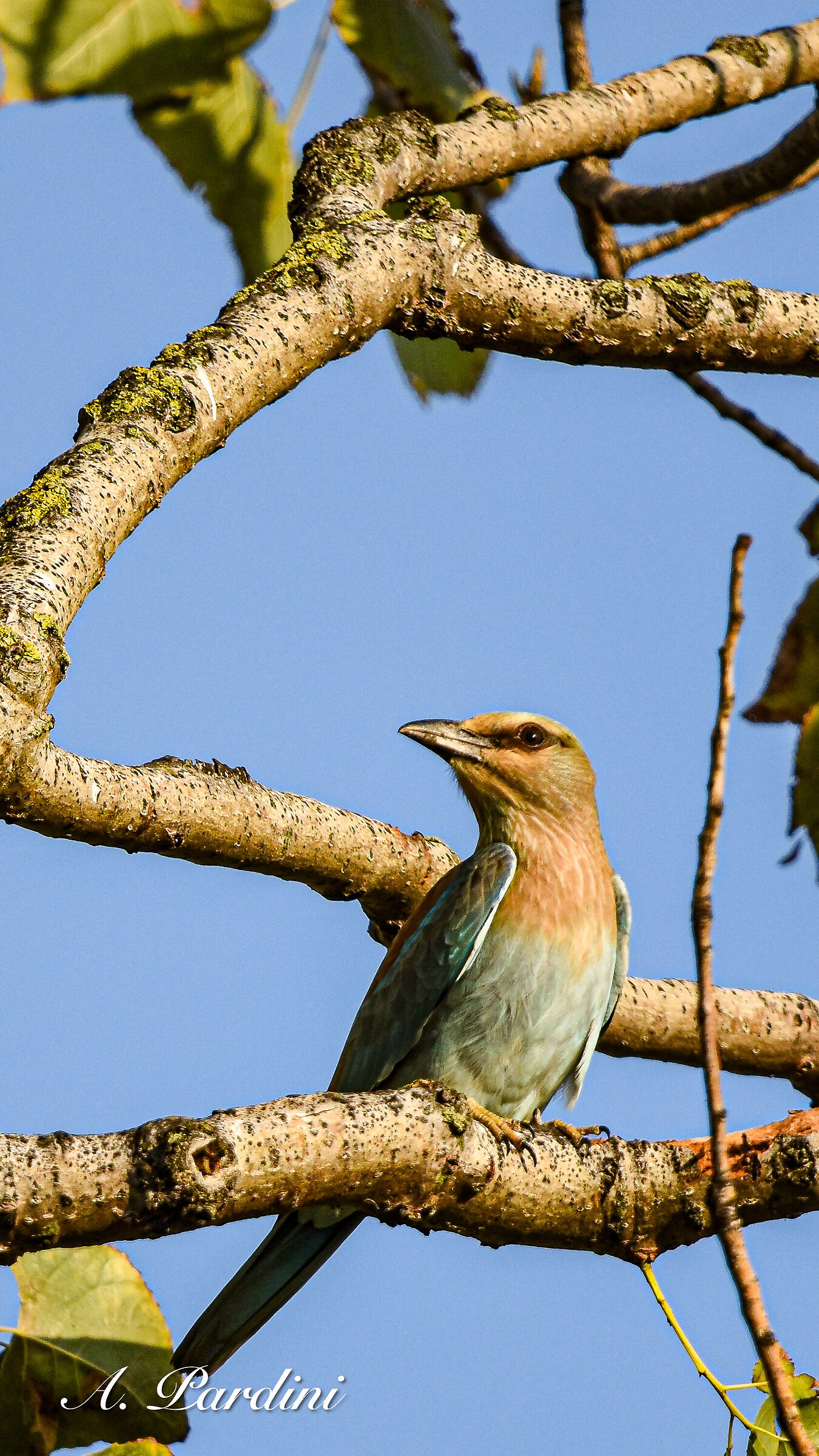 Ghiandaia marina (Coracias garrulus)