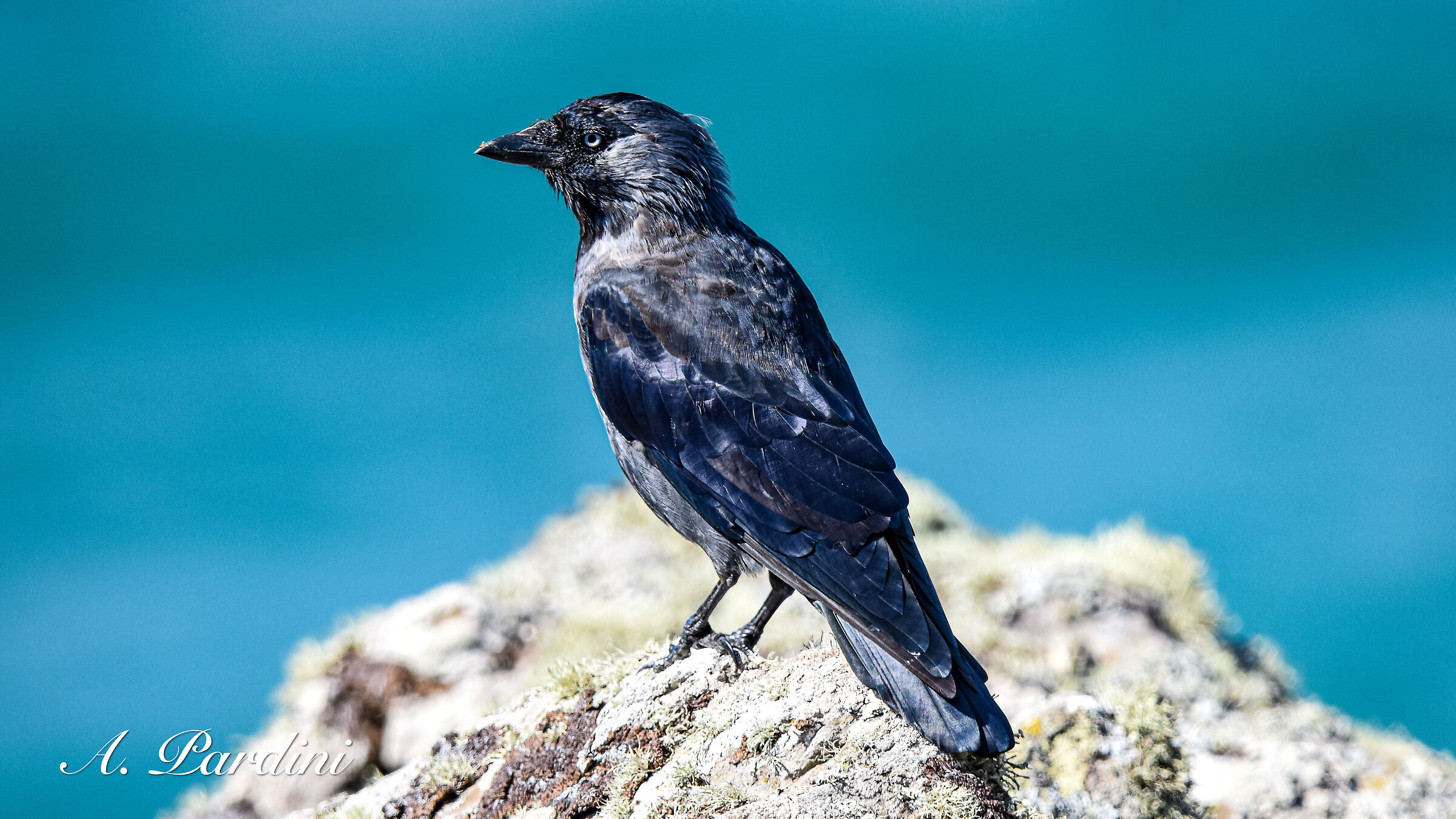 Taccola (Corvus monedula), Skomer island, Galles