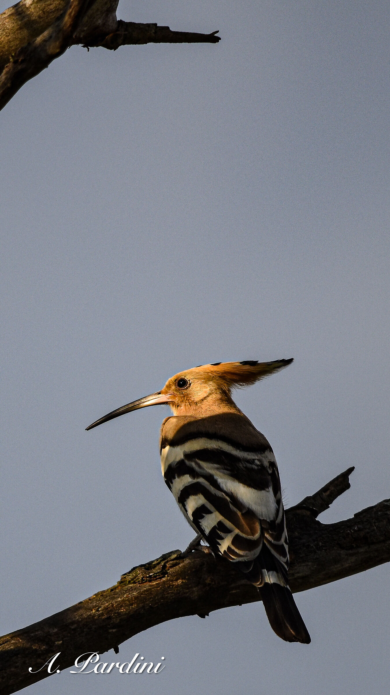 Upupa (Upupa epops), estate 2022