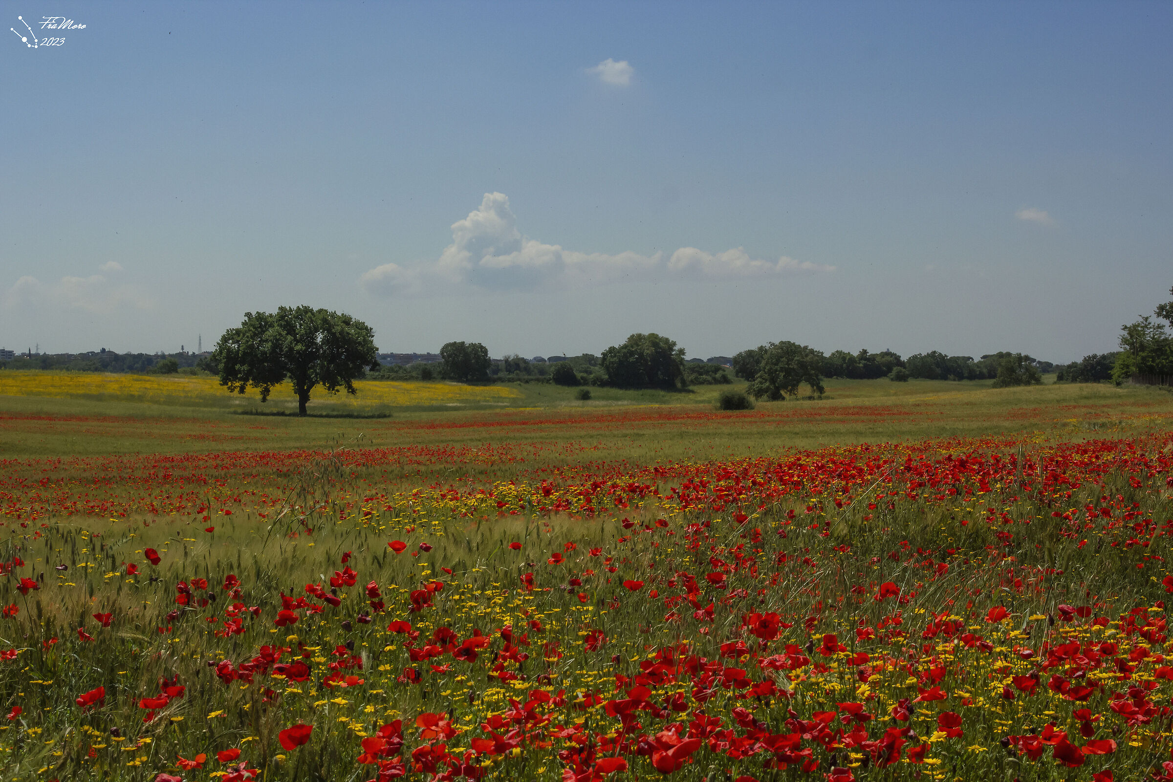"... but it's a thousand red poppies..."