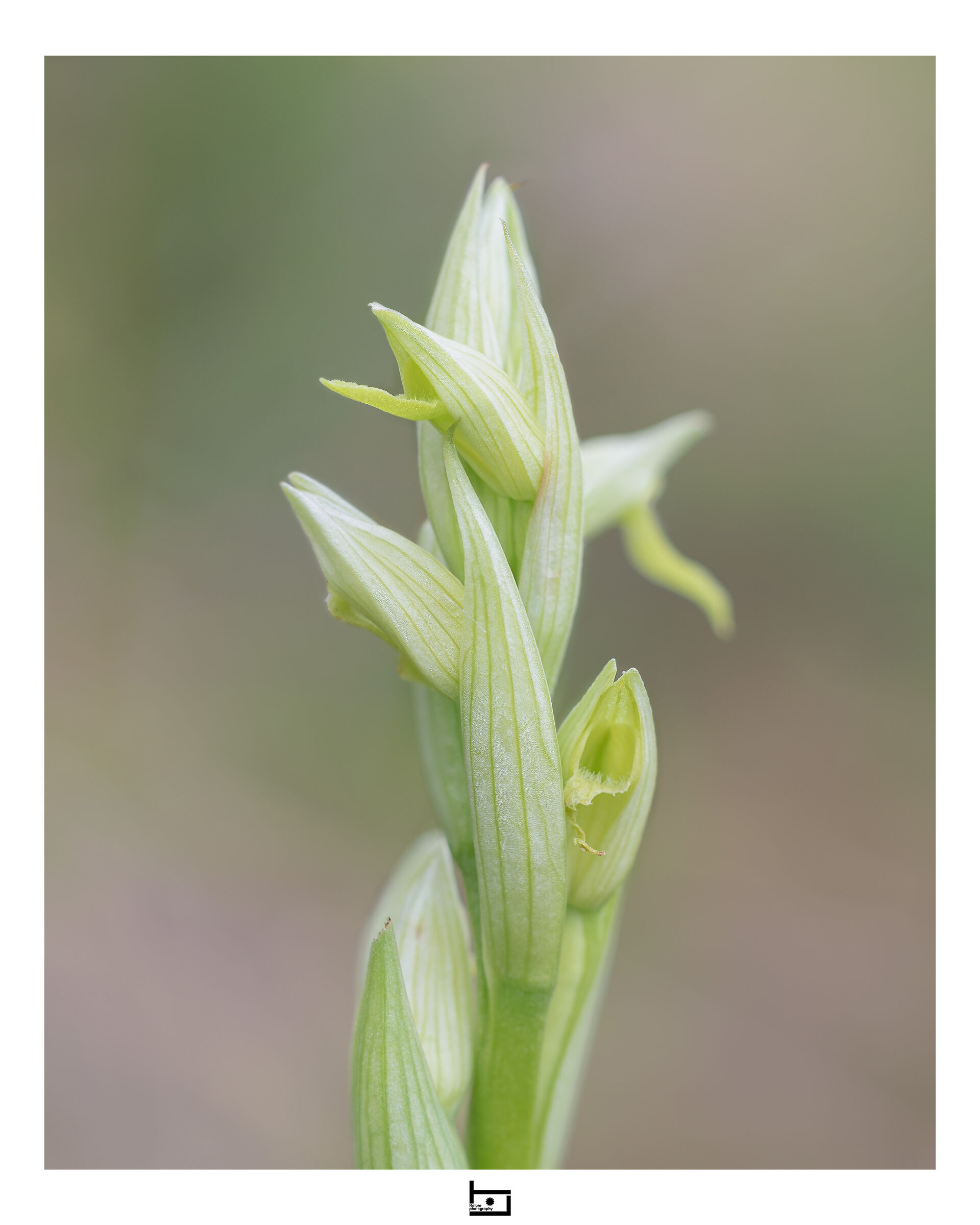 Serapias parviflora apocromatica