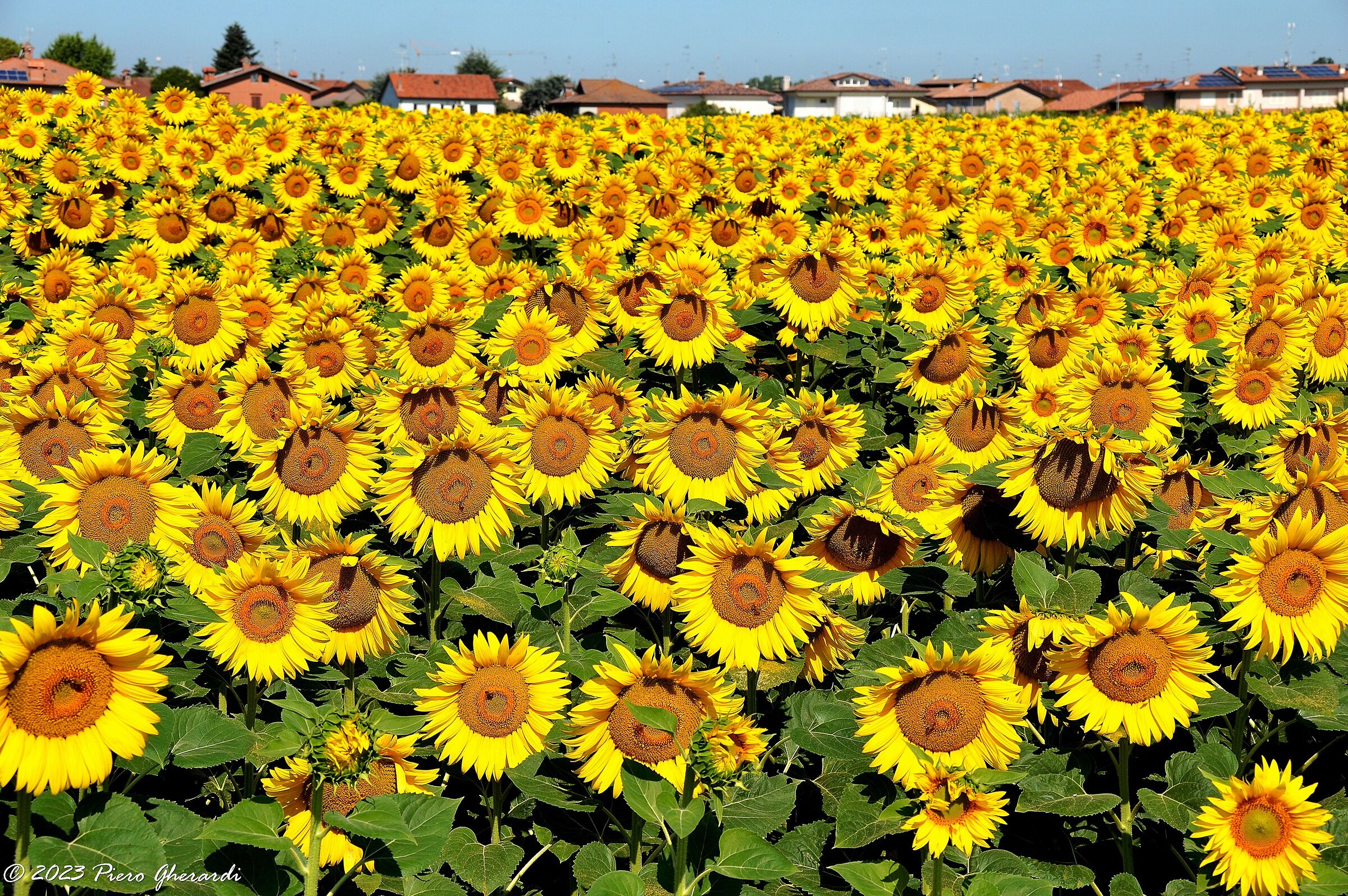 Campagna
