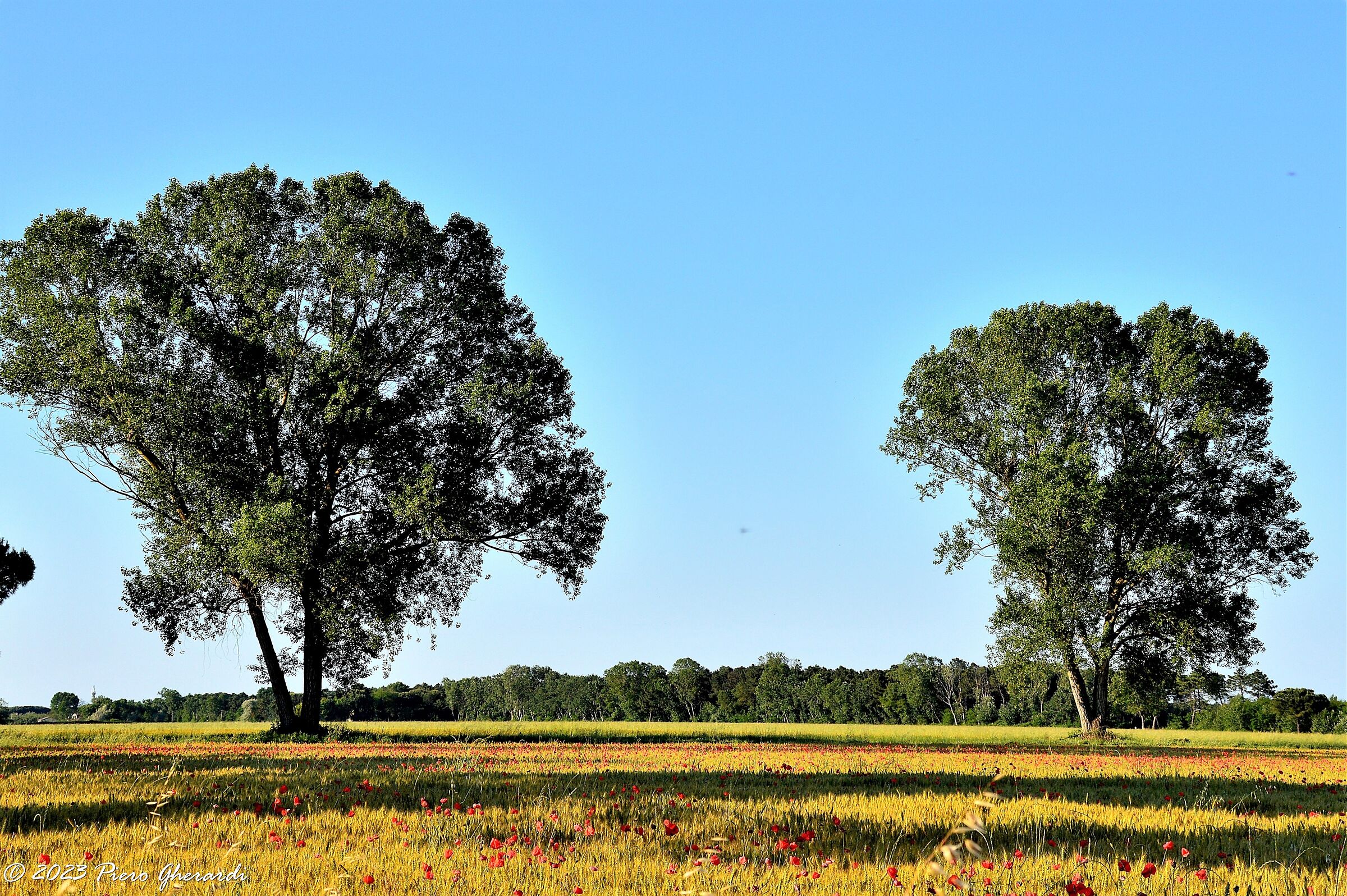 Campagna