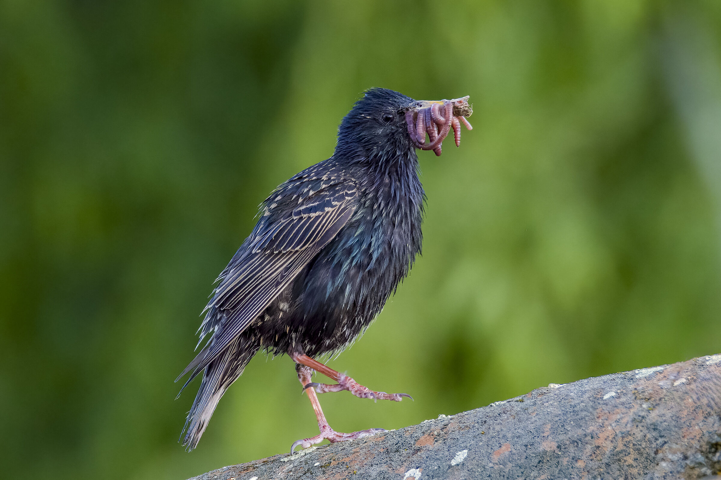 Storno con bottino di vermi..