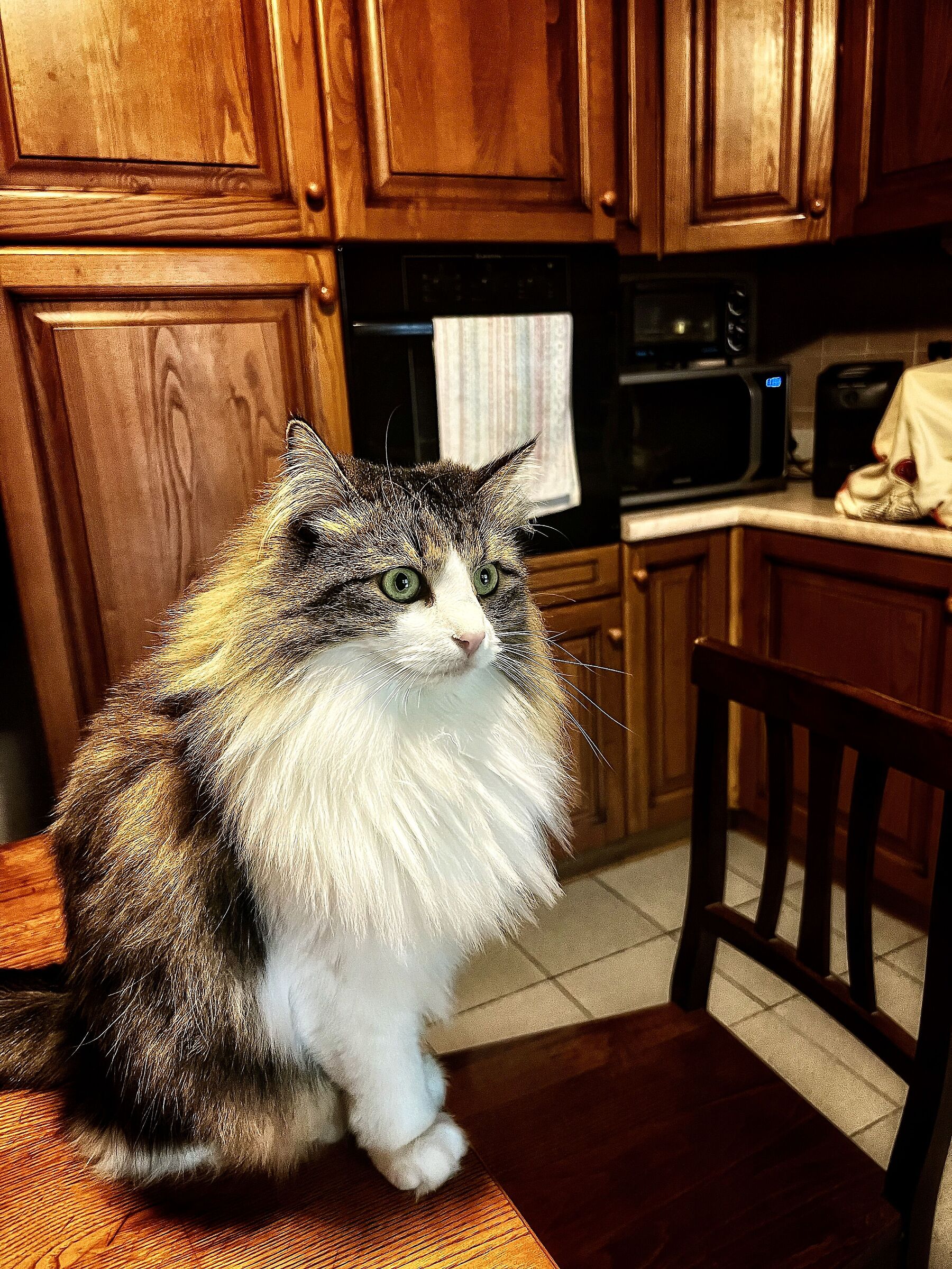 Gemma la regina di casa