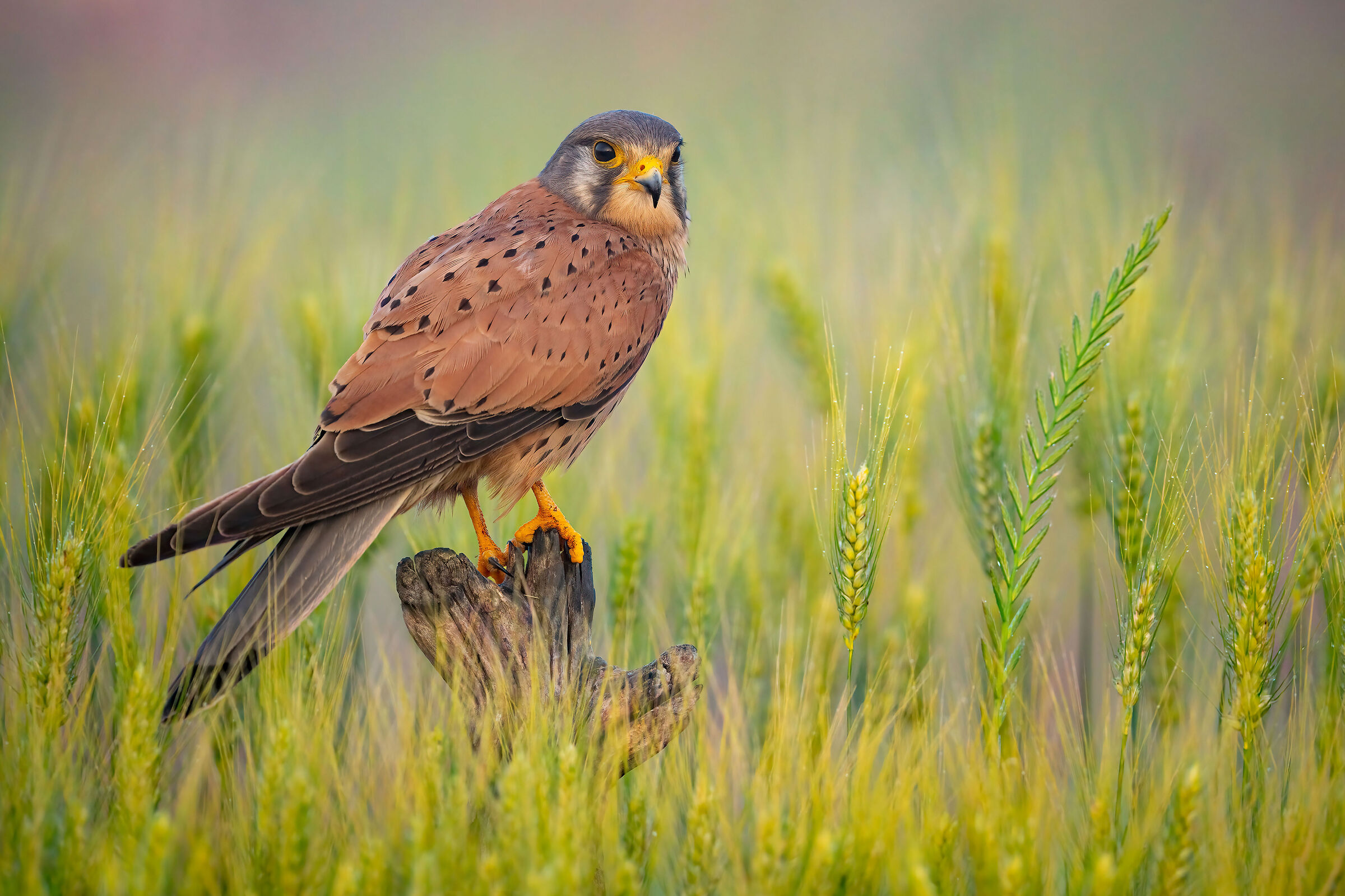 kestrel