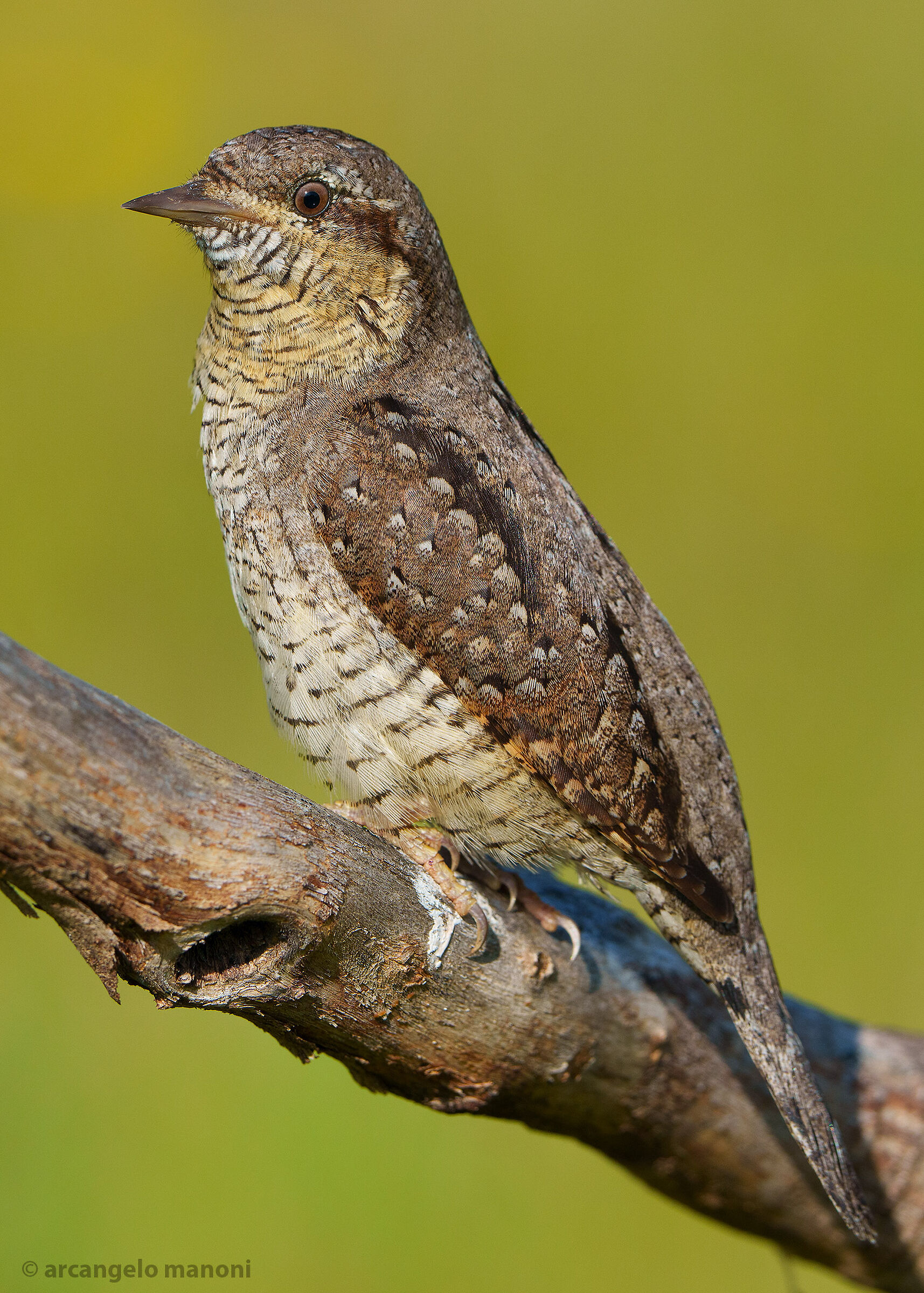 L'uccellino della primavera