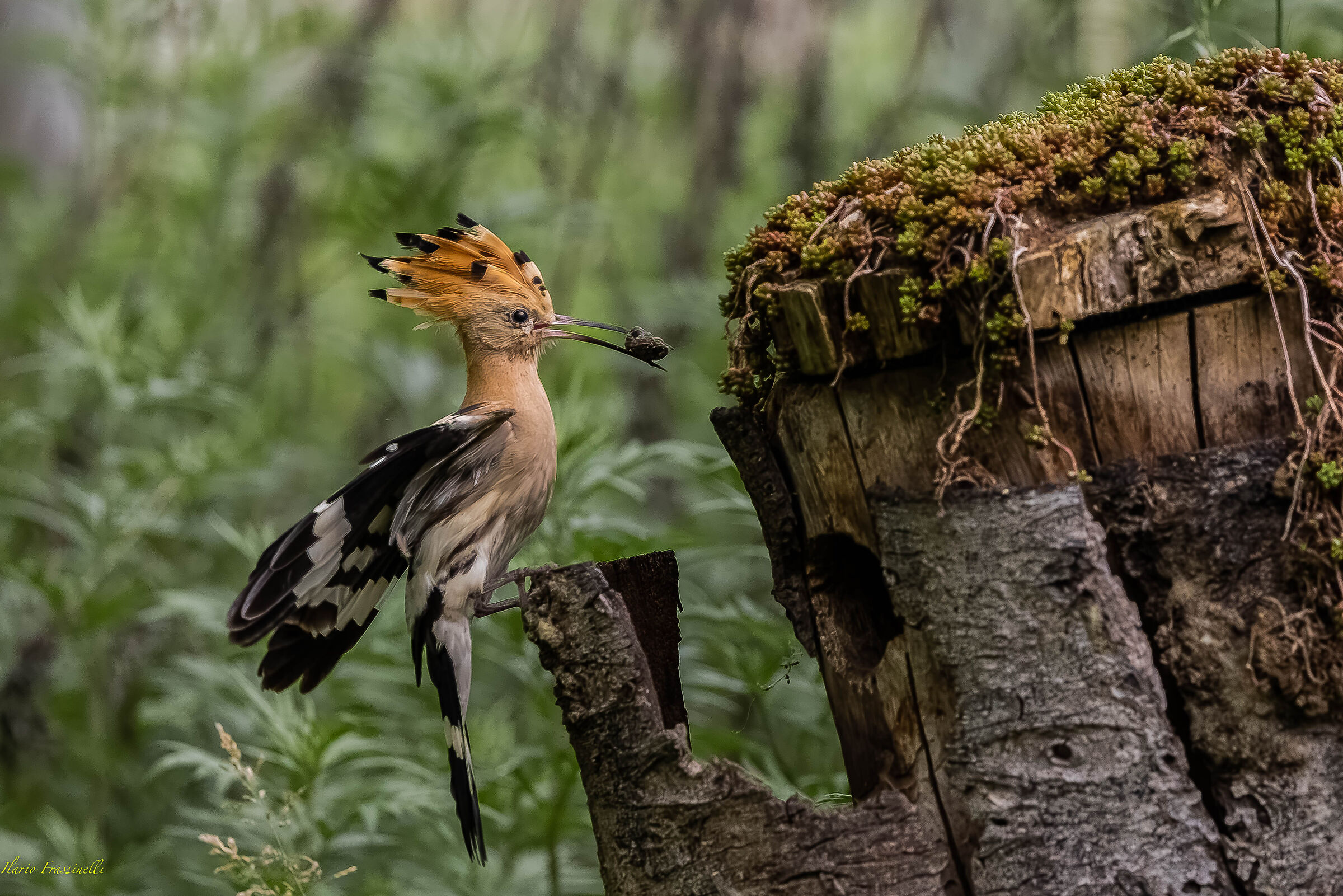 HOOPOE