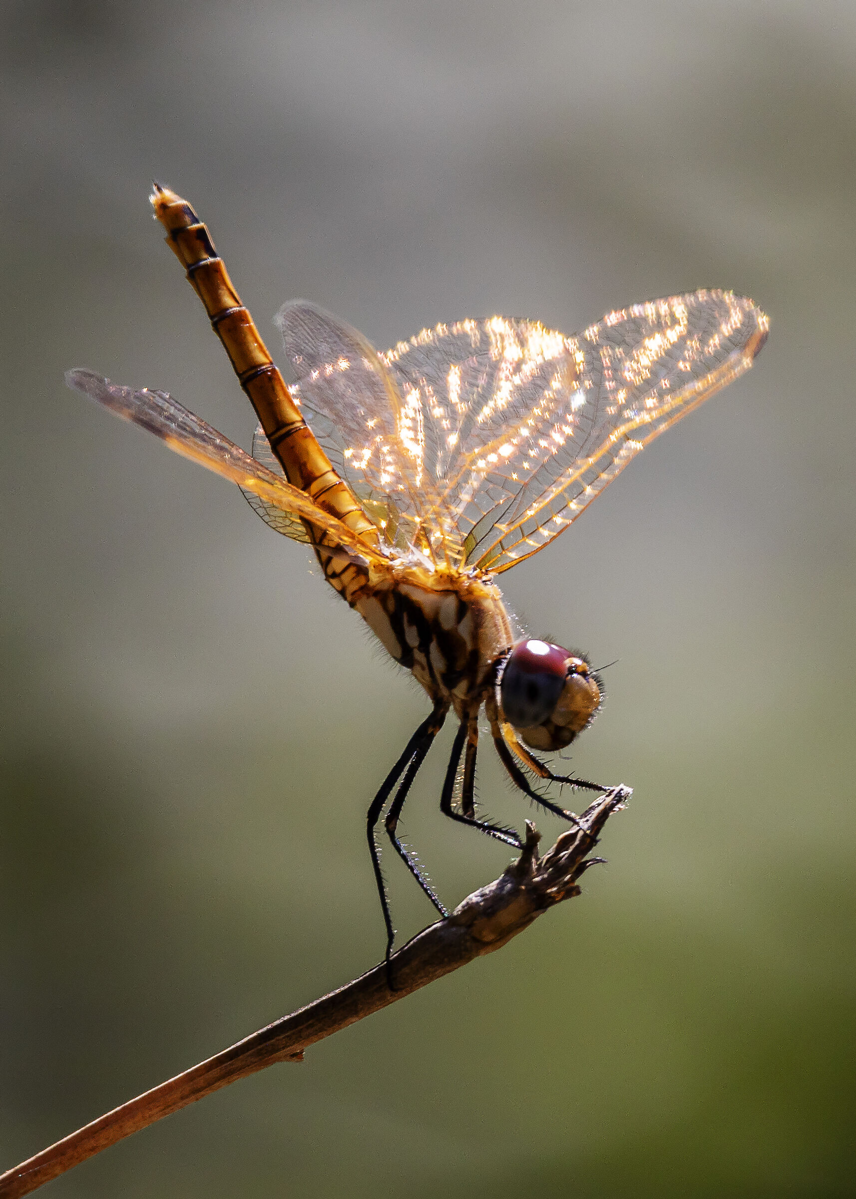 Libellula...