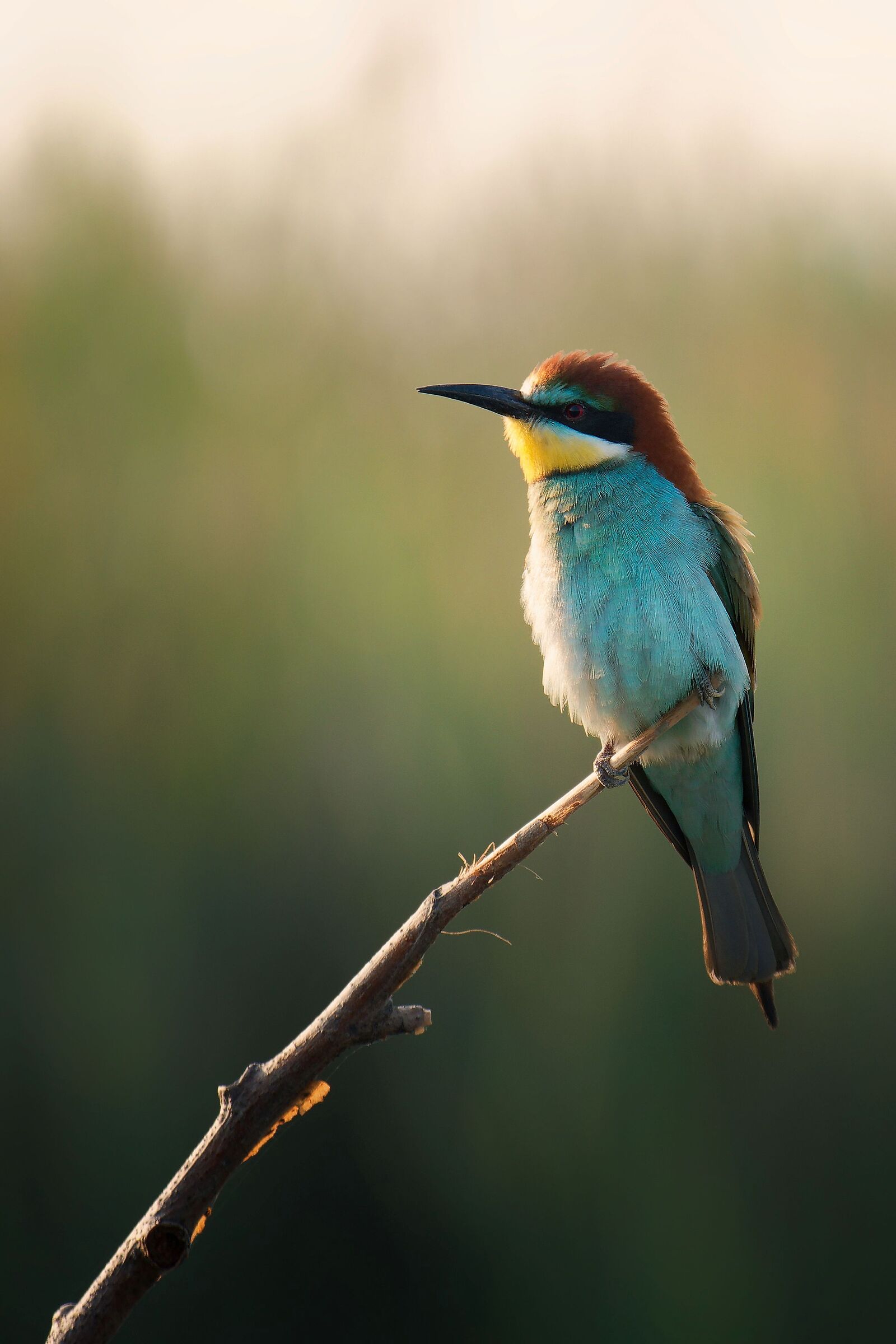 Bee-eater at dawn