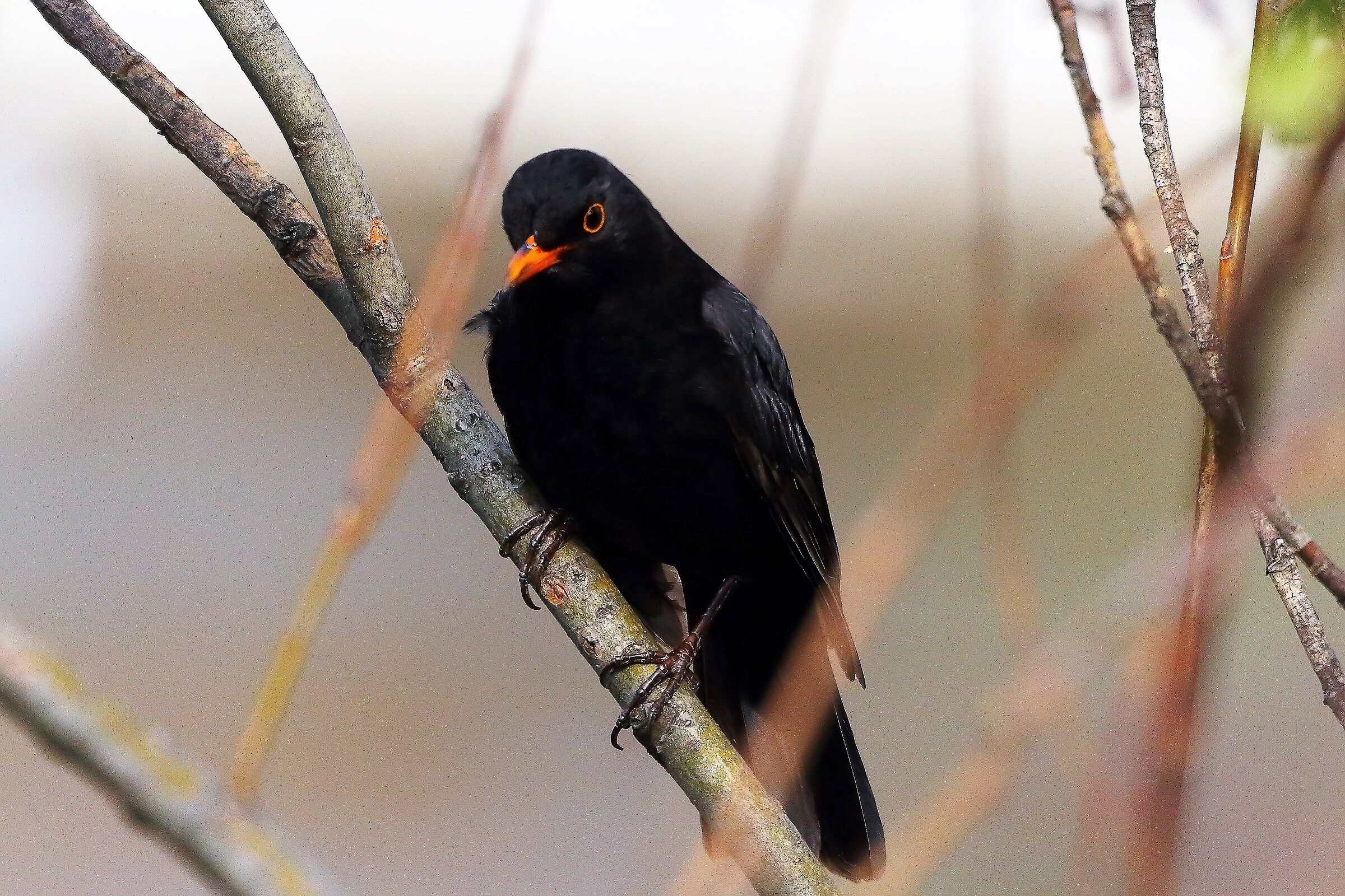 Merlo 28 febbraio 2023