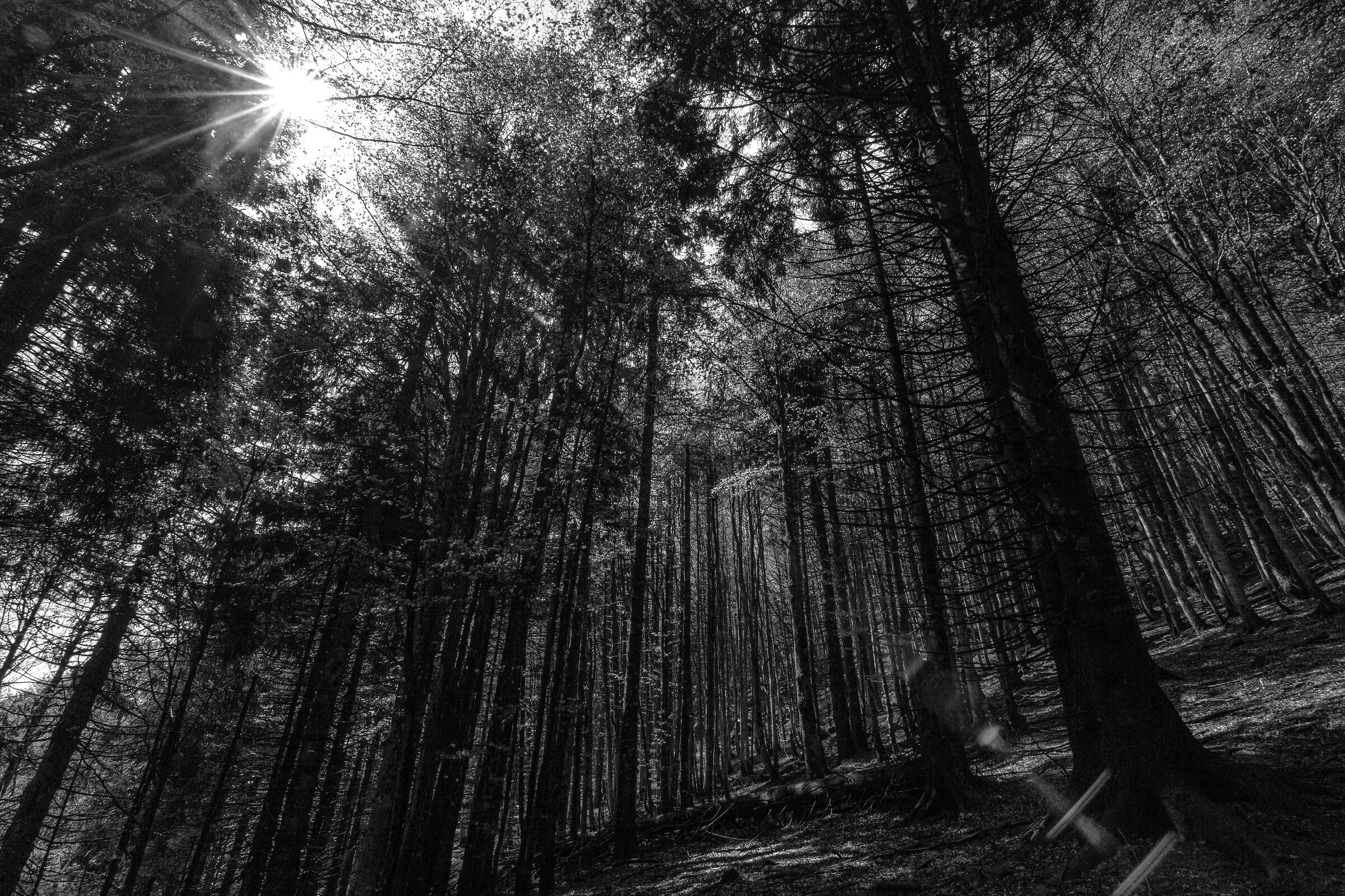 La foresta del Cansiglio