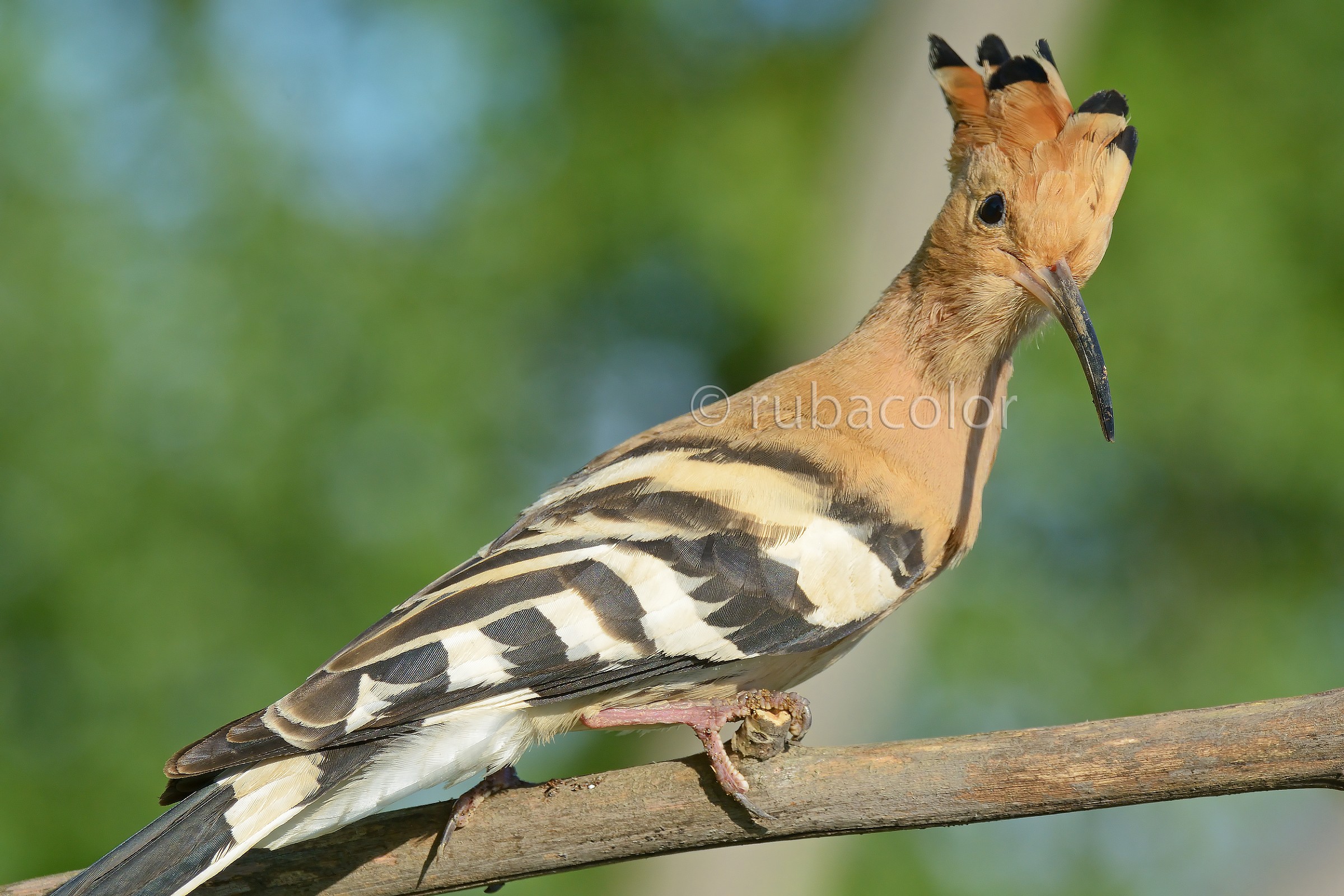 Hoopoe too close