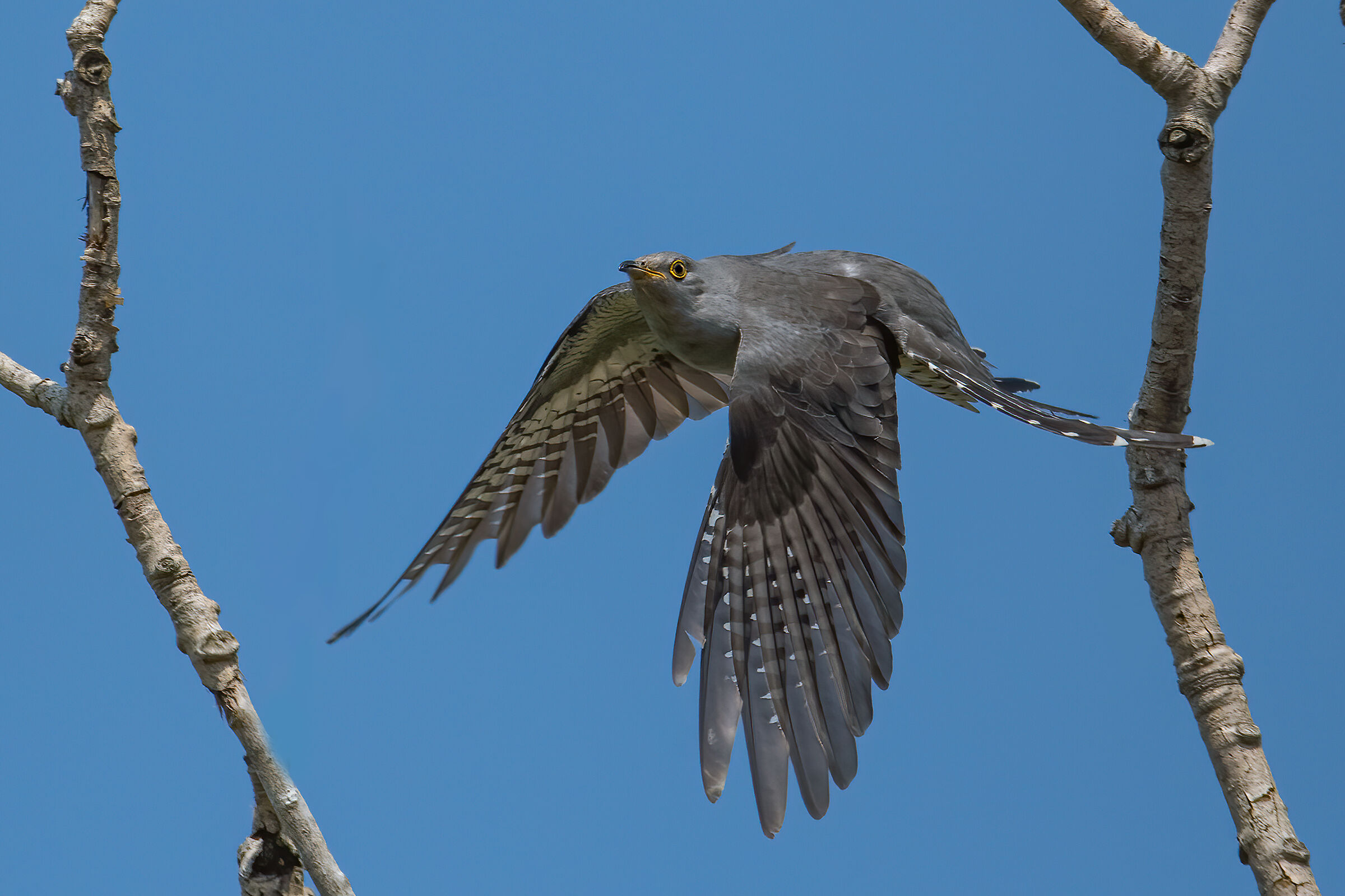 Cuculo(Cuculus canorus)