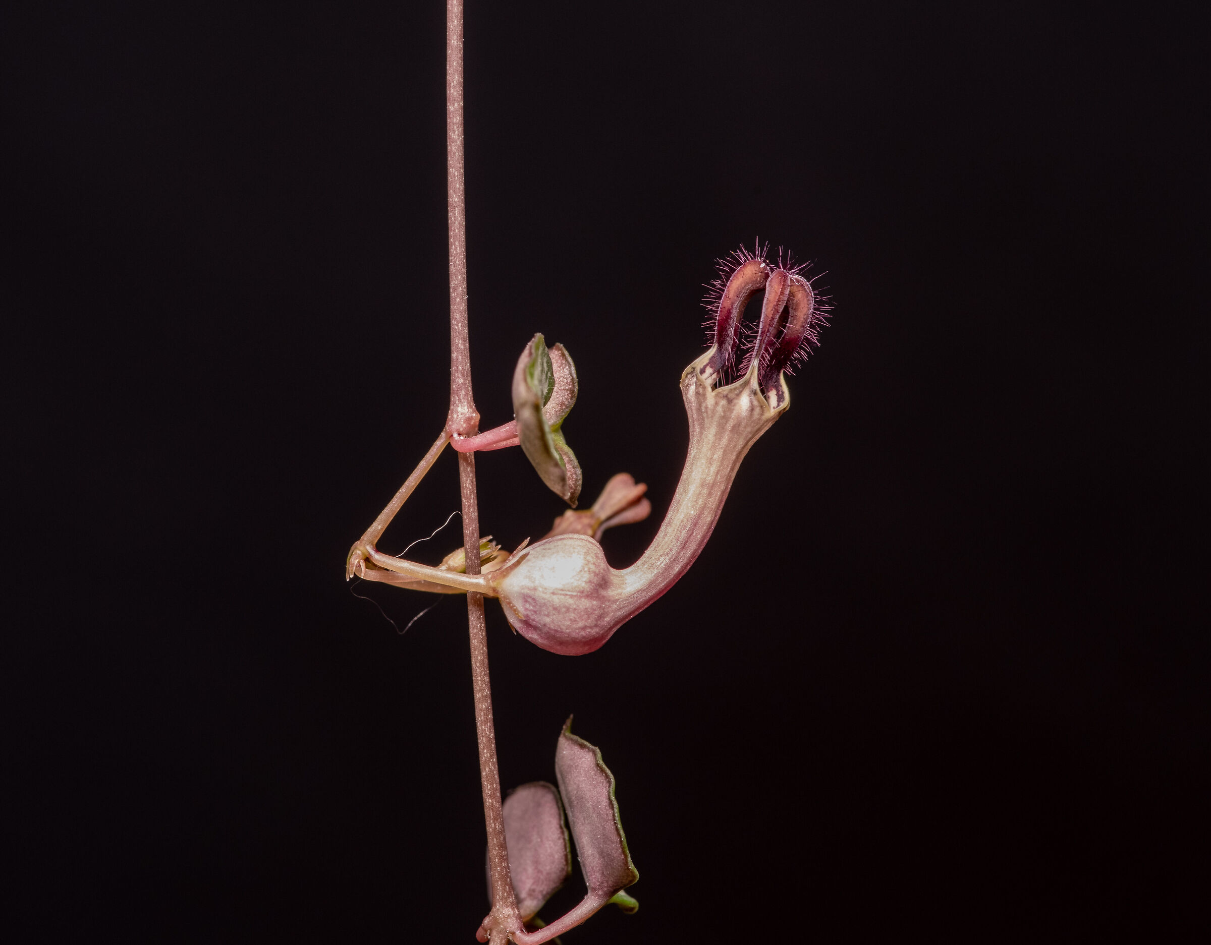 Ceropegia Woodii