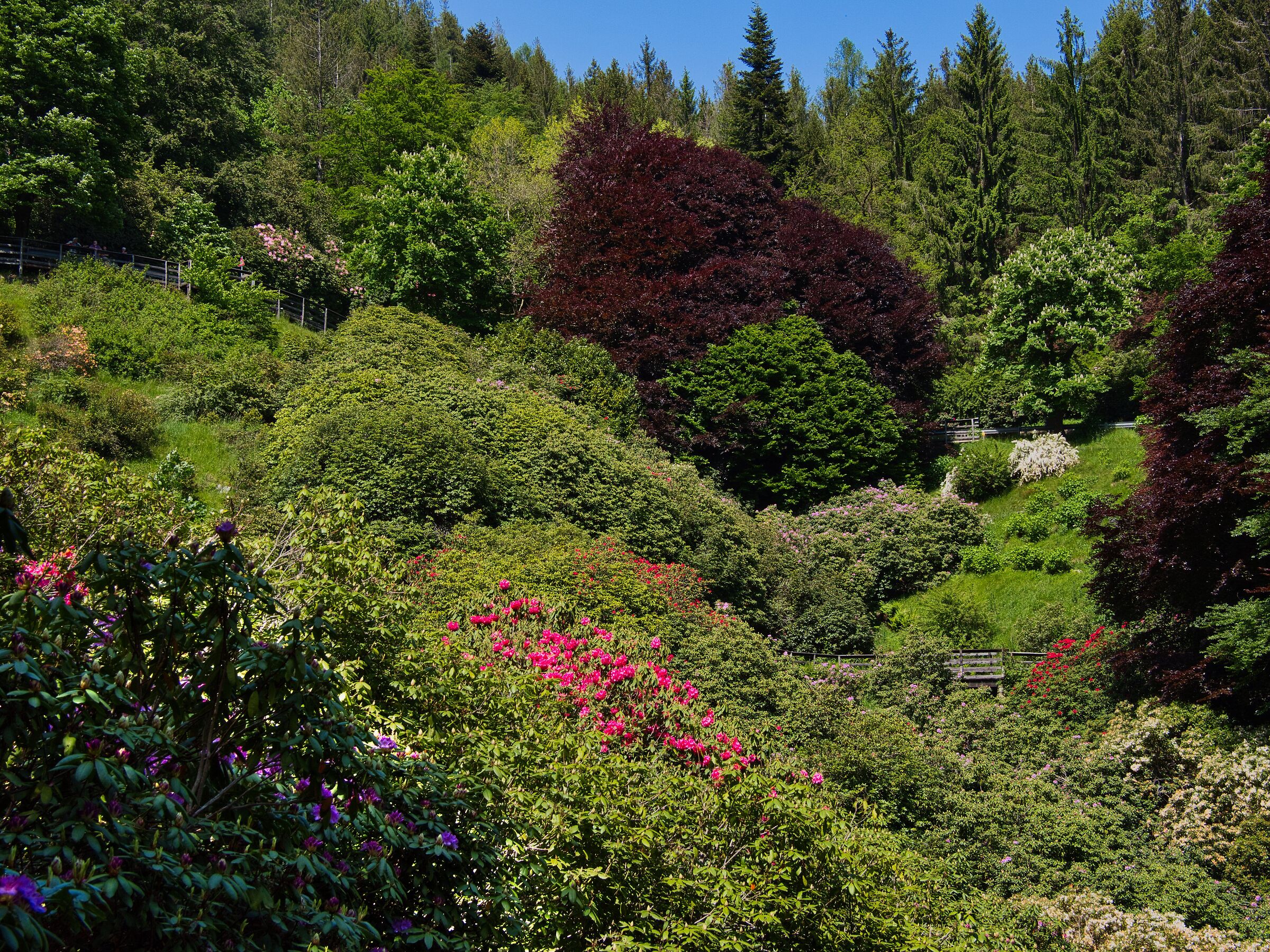 Conca dei rododendri