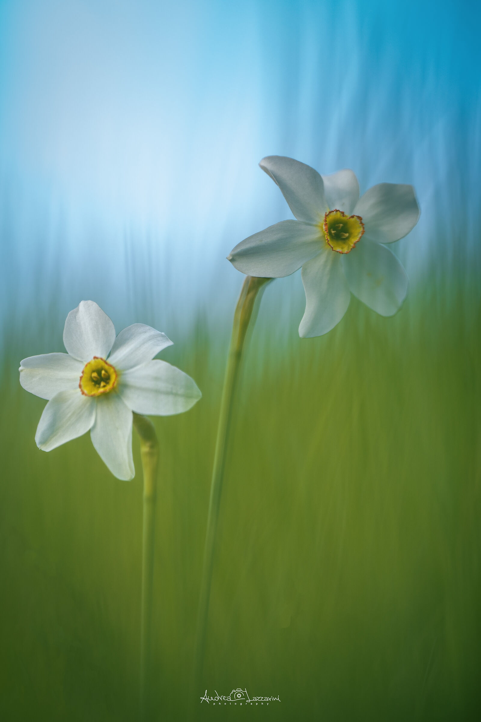 Dancing Narcissus