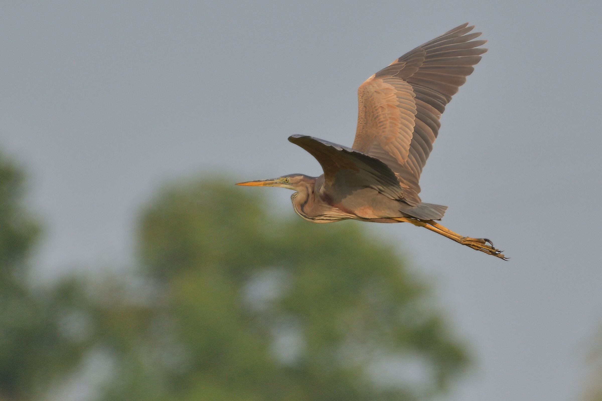 purple heron
