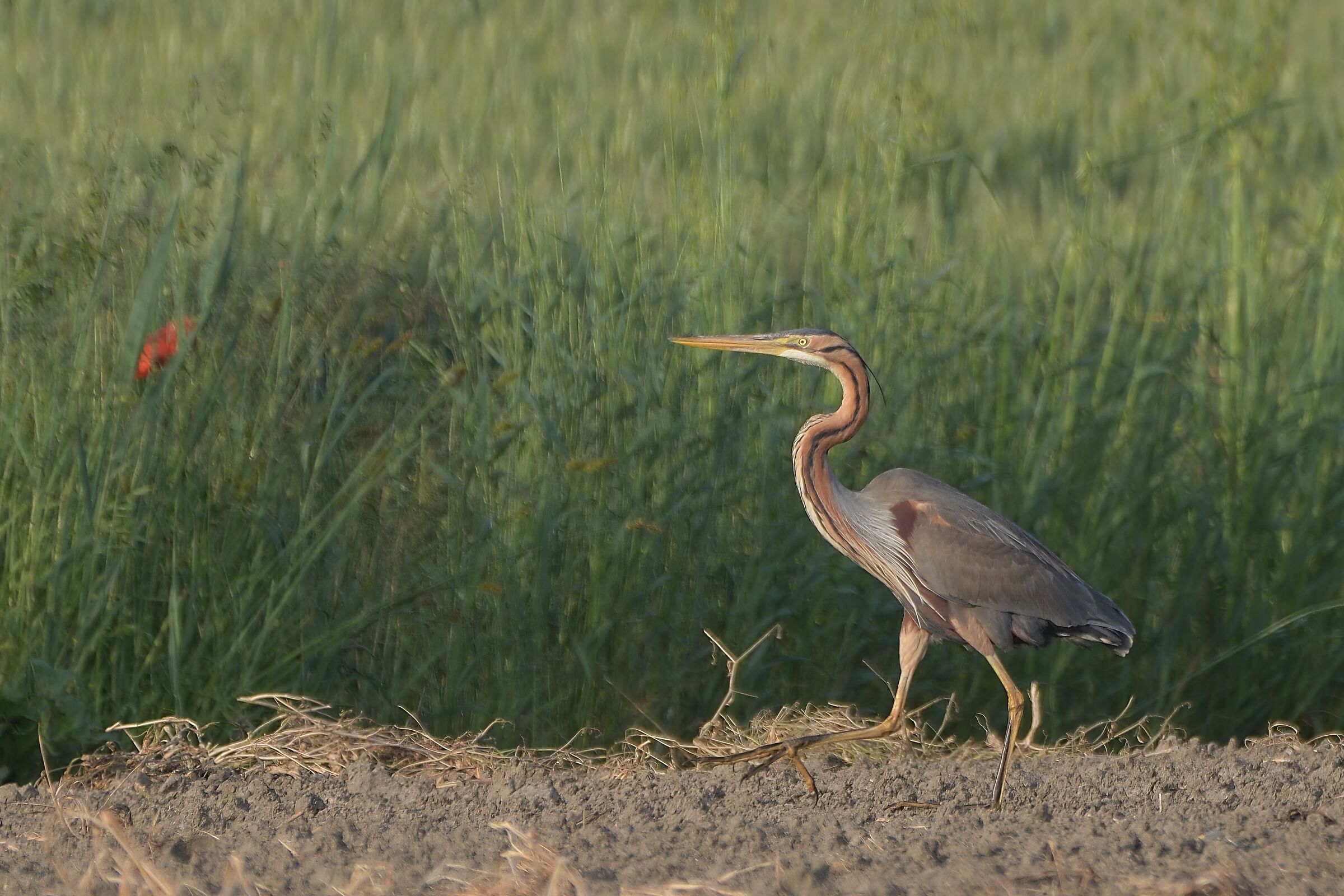 purple heron
