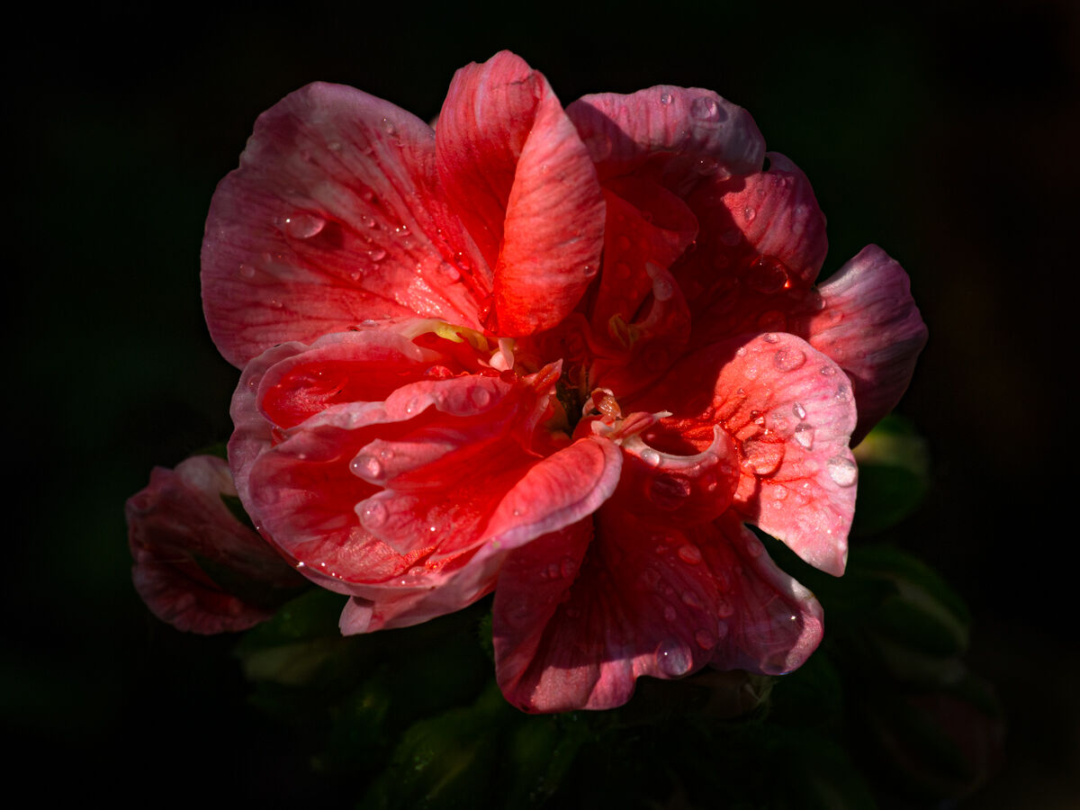 In giardino