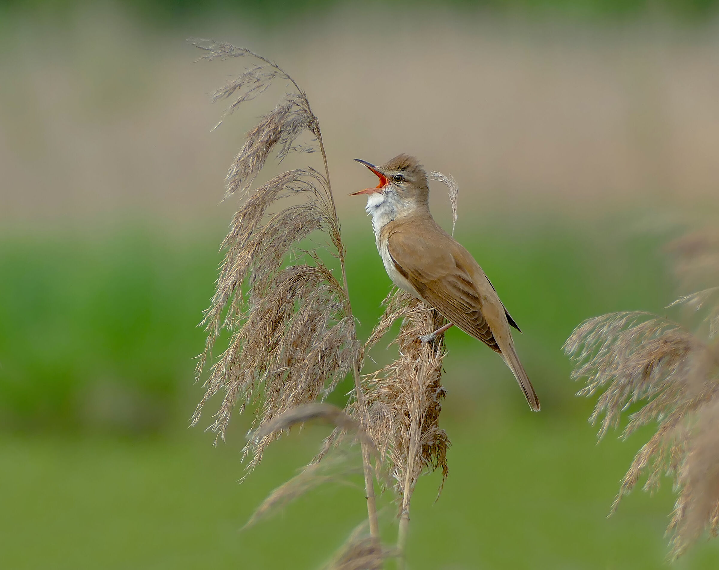 Acrocephalus arundinaceus