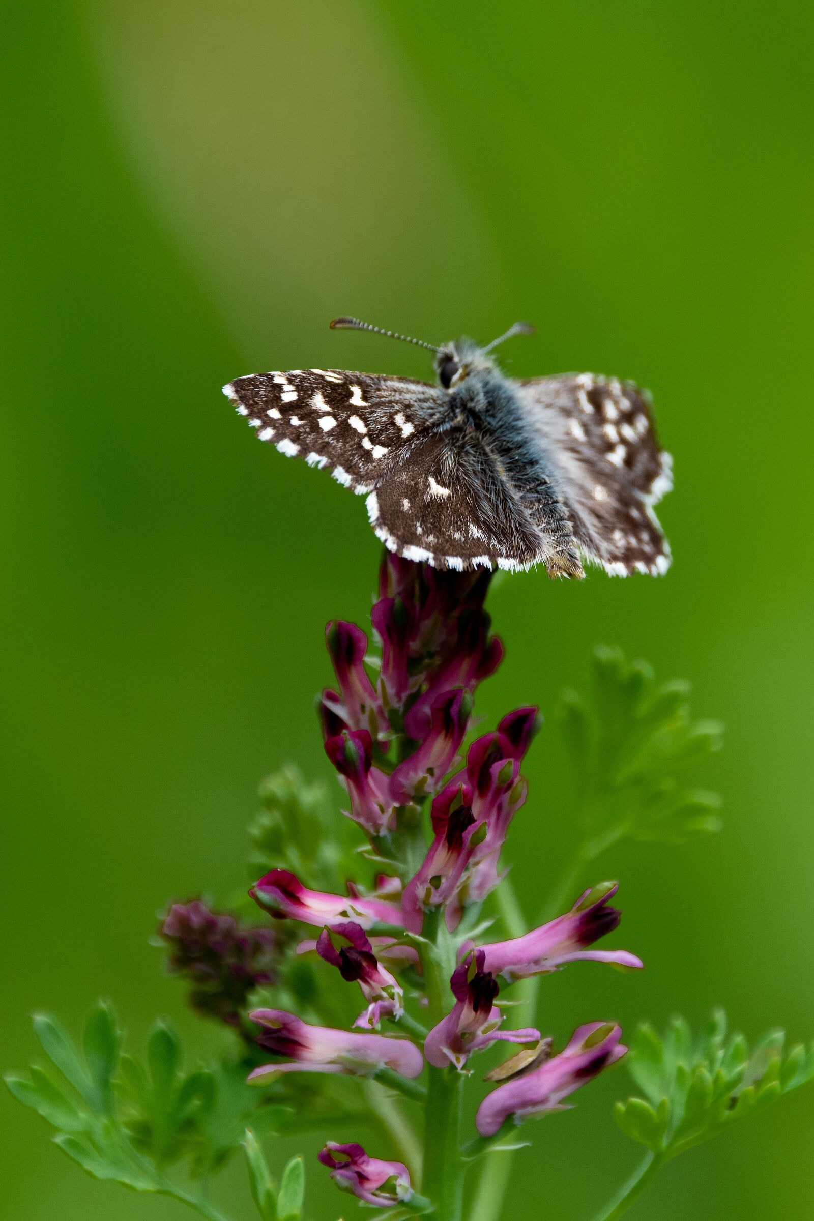 Esperia della malva su fiore di Fumaria