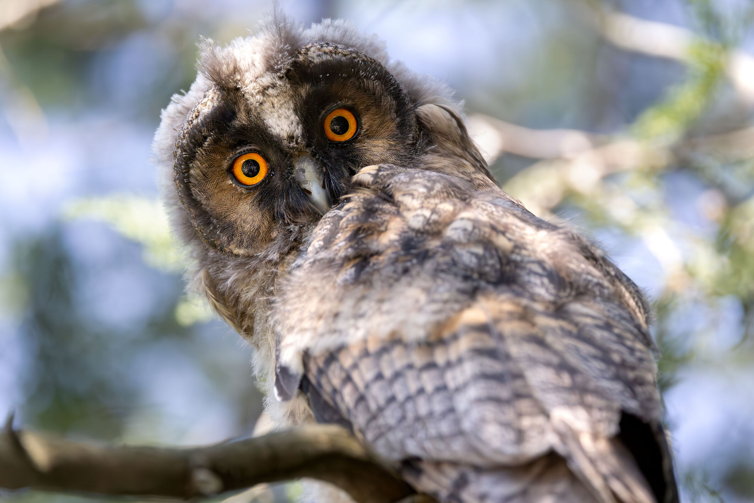 Asio otus