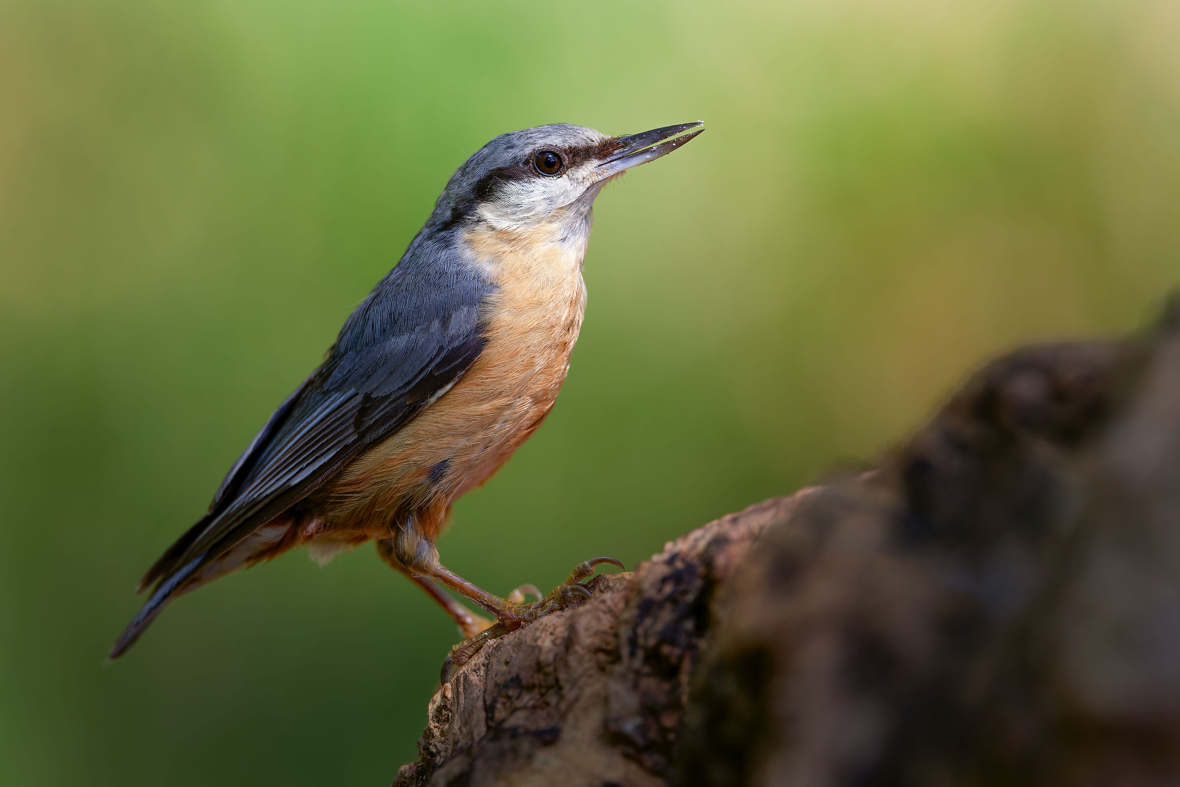 Wood nuthatch