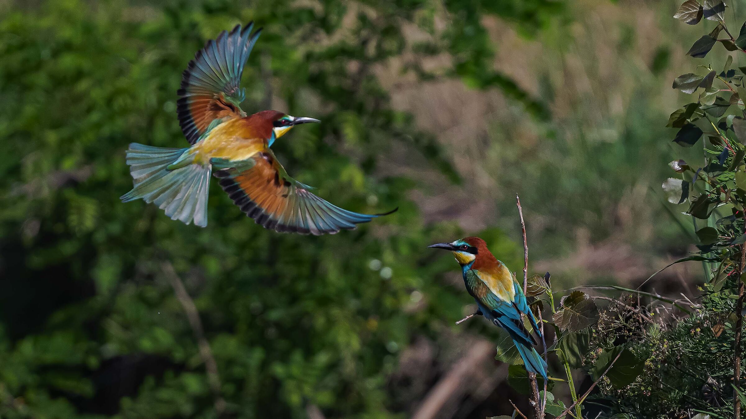 Tempo di Gruccioni ""