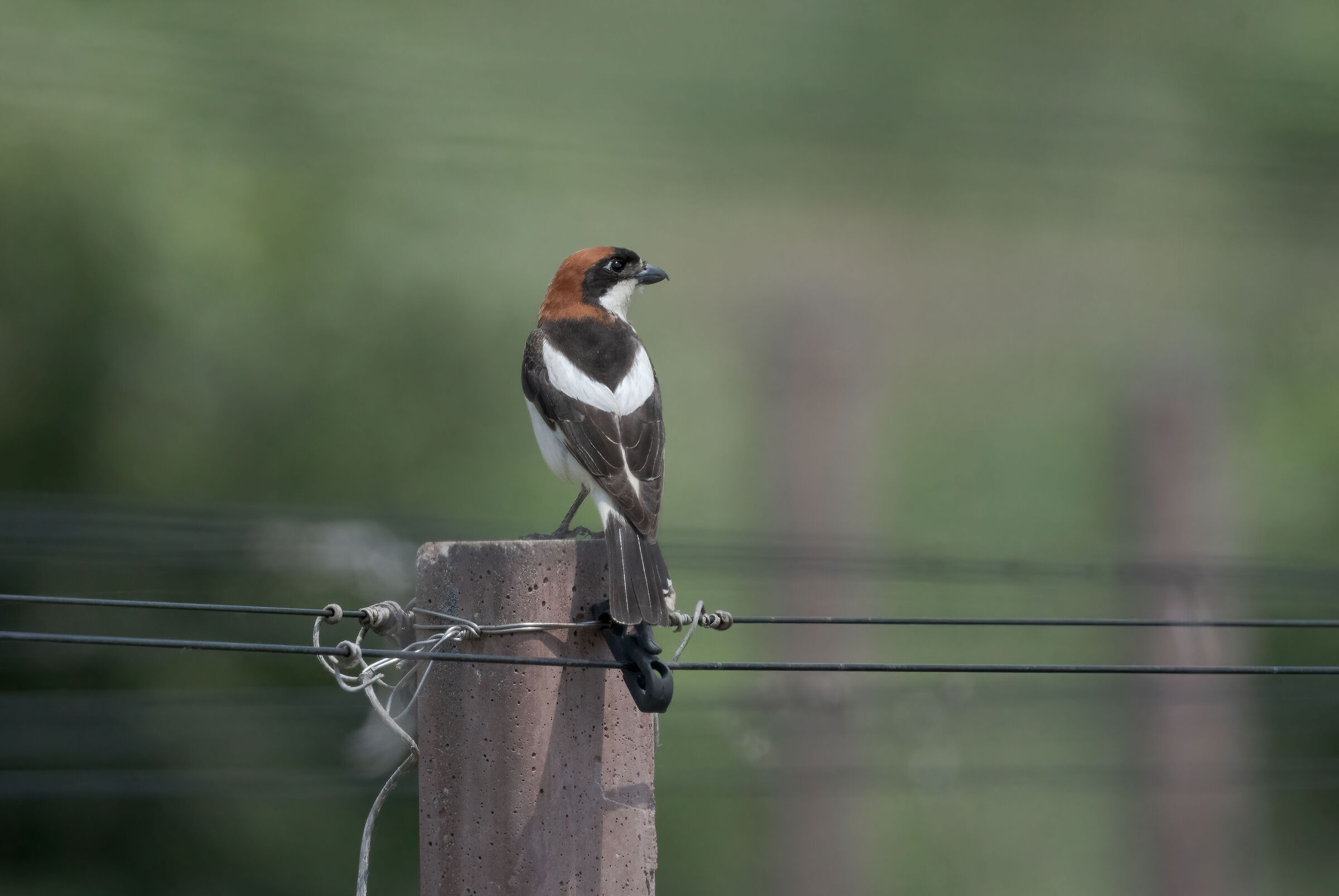 Woodchat shrike