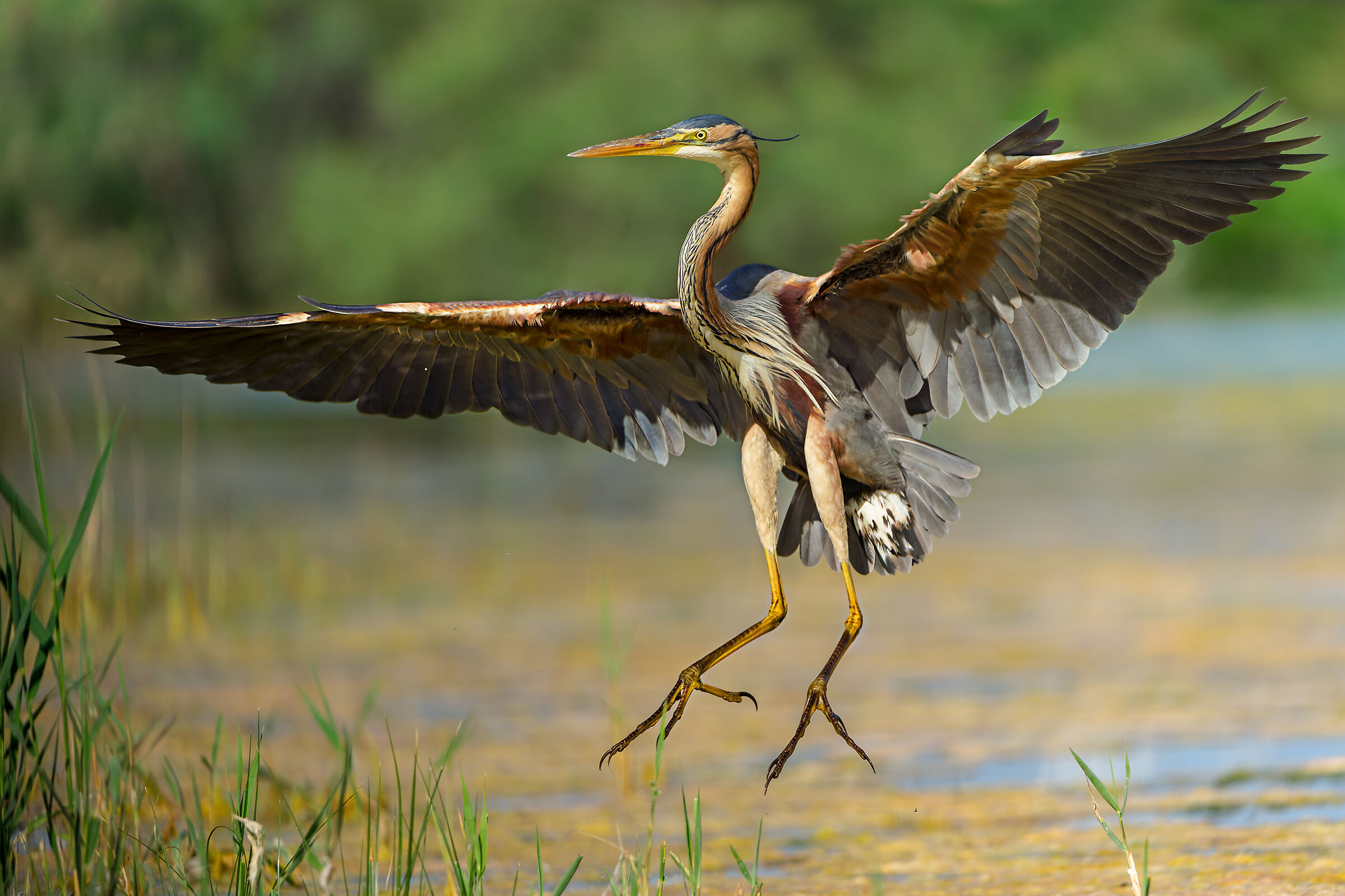Purple heron